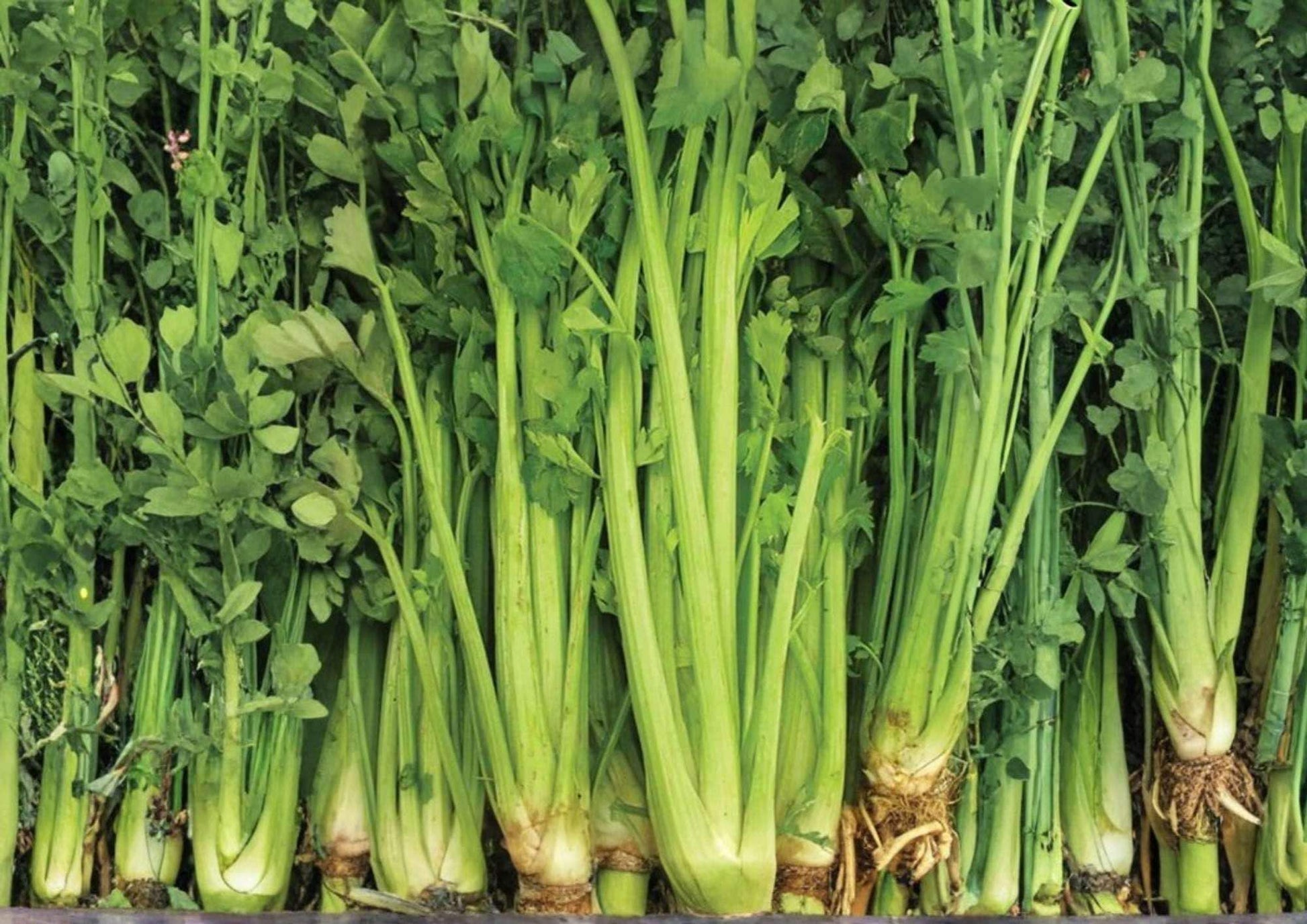 Tall Utah Celery Seeds - 1500+ Heirloom Crisp Stringless Vegetable Seeds for High Yield Gardening (Apium graveolens)