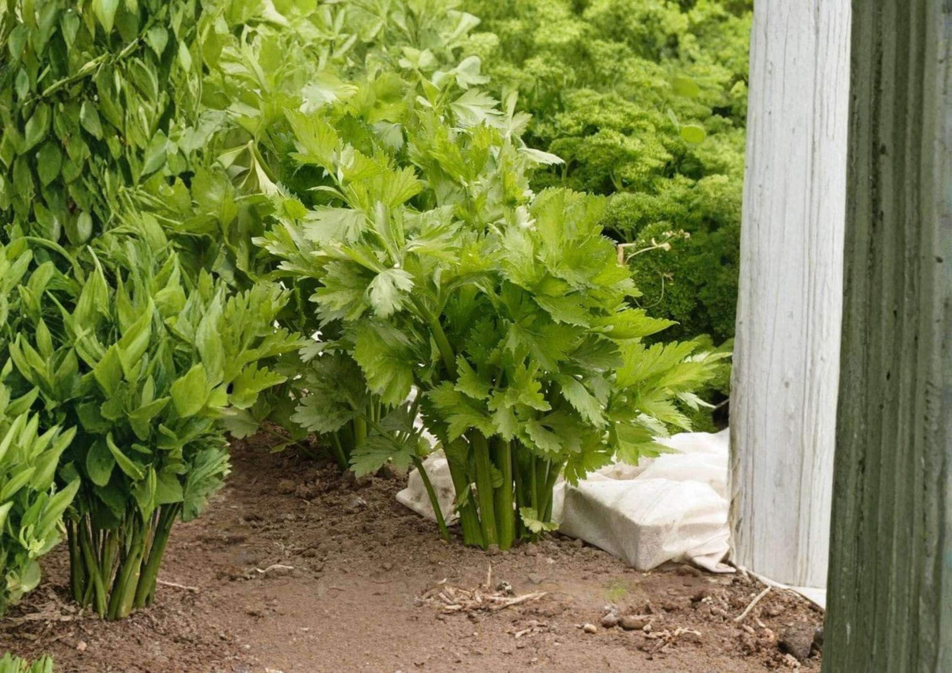 Golden Pascal Celery Seeds - 1500+ French Heirloom Stringless Vegetable Seeds - Crisp Tender Stalks for Garden Planting
