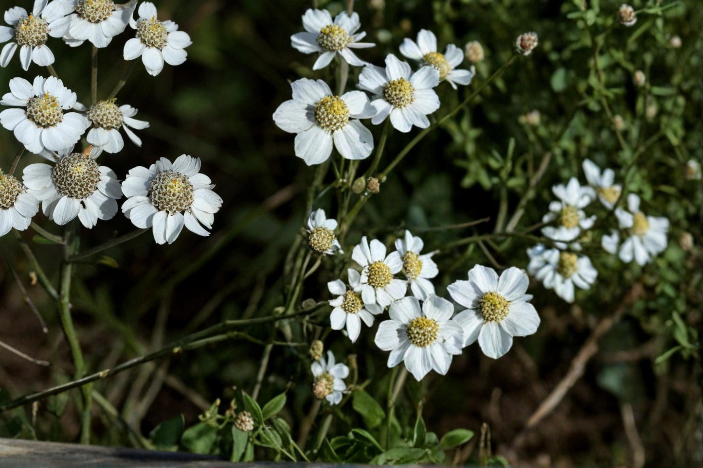 Sneezewort Seeds - 200 Count - Achillea ptarmica - Perennial White Flower - Pollinator Friendly for Gardens and Borders