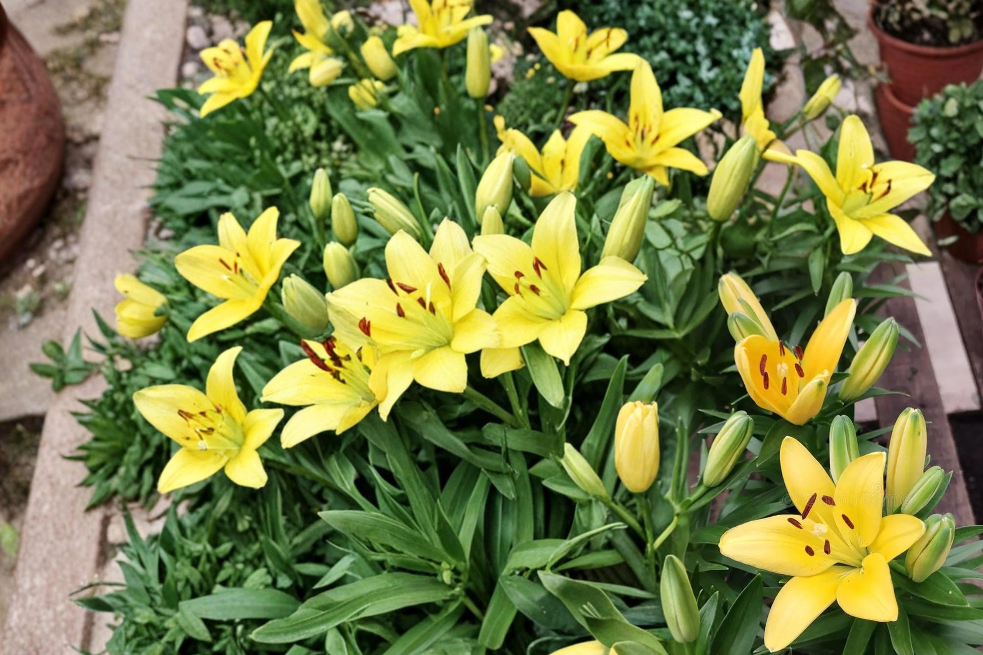 Yellow Alsek Lily Bulbs - 3 Hardy Perennial Flowering Bulbs - Lilium Hybrid - Vibrant Yellow Blooms for Garden Borders