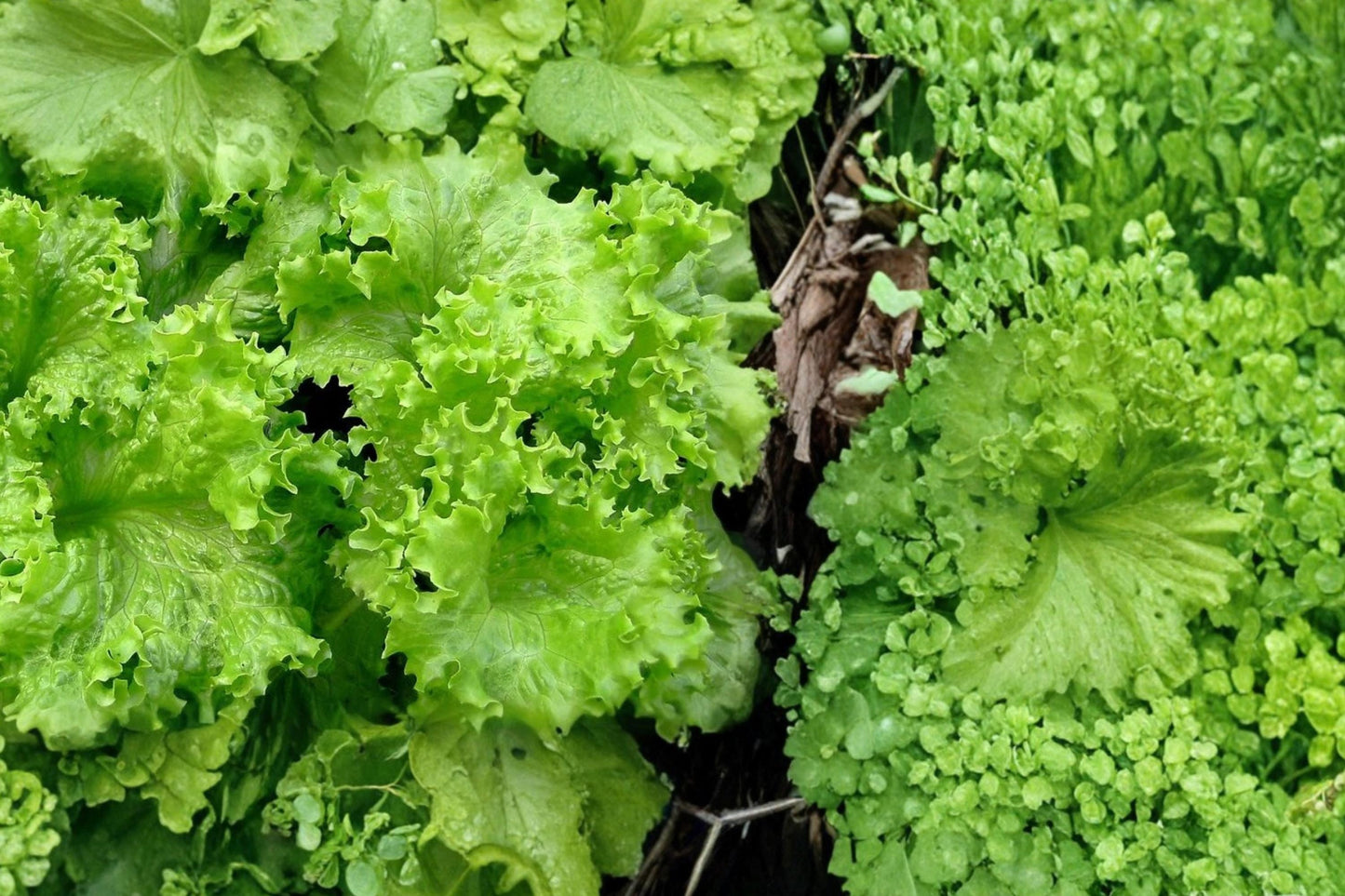 Muir Lettuce Seeds - 50 Seeds - Crisp Light Green Leaves - Lactuca sativa - Annual Vegetable for Garden or Container Growing