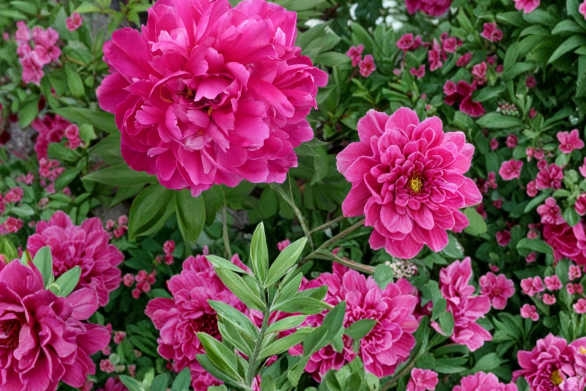 Peony Roots 3-Pack - Karl Rosenfield - Double Magenta Blooms - Paeonia lactiflora - Hardy Perennial Flower for Garden Borders