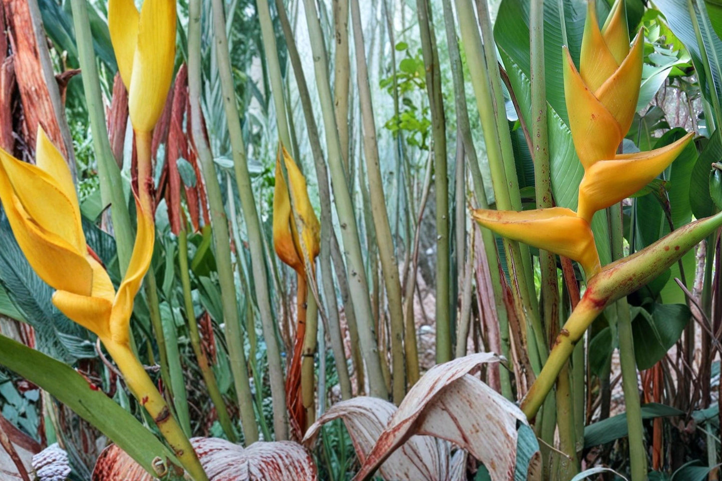 Heliconia Seeds - 10 Seeds - Tropical Ornamental Plant - Heliconia champneiana - Exotic Foliage and Striking Flower Bracts