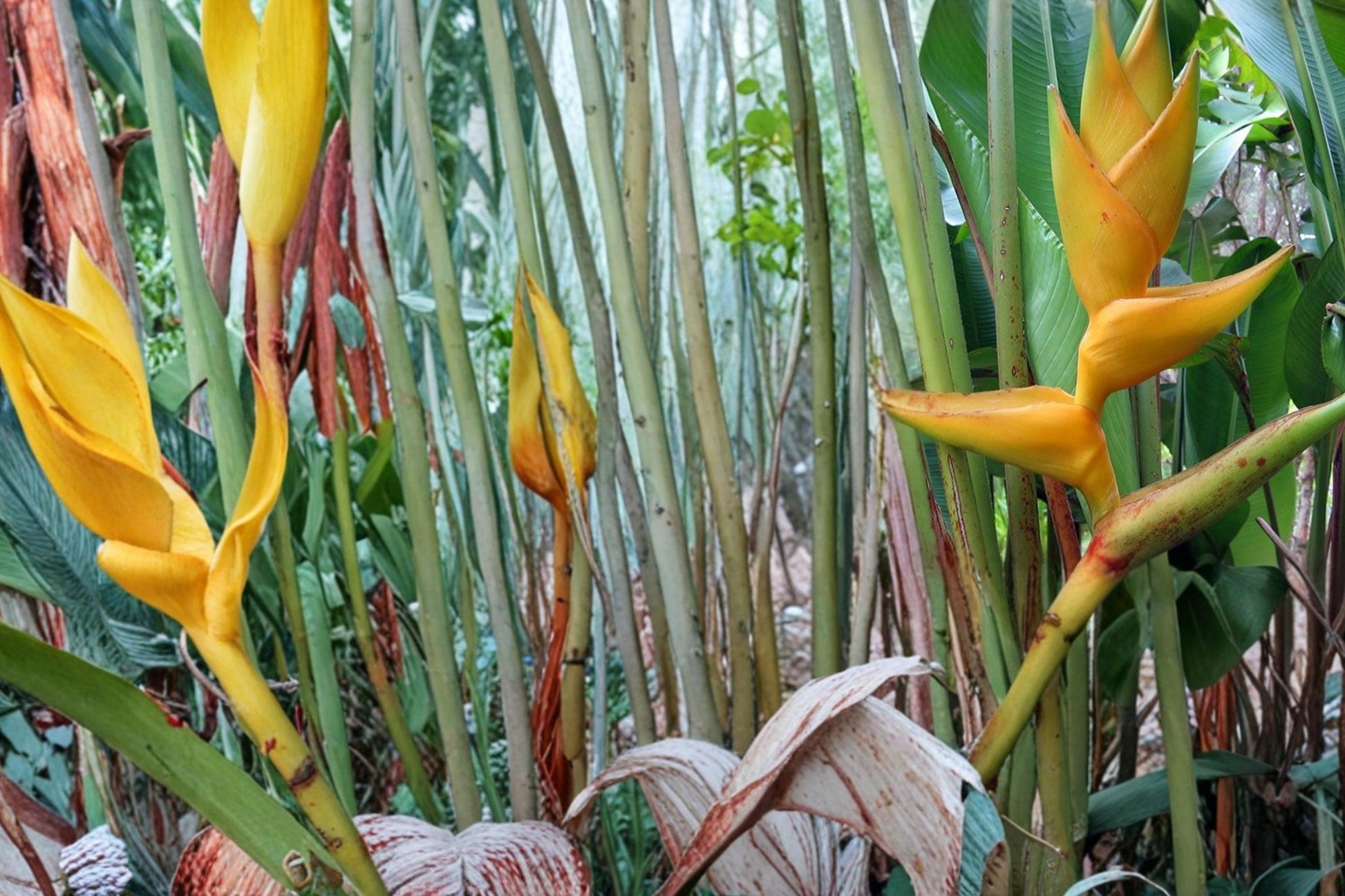 Heliconia Seeds - 10 Seeds - Tropical Ornamental Plant - Heliconia champneiana - Exotic Foliage and Striking Flower Bracts