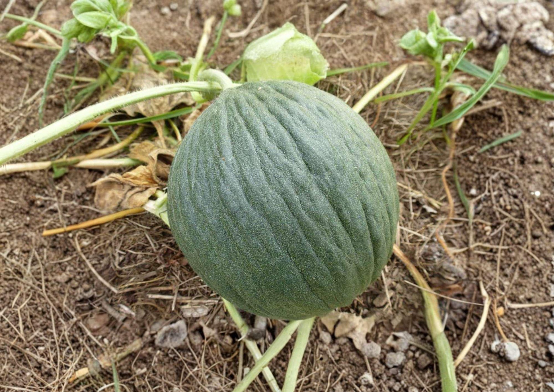 Early Valencia Melon Seeds - 12+ Heirloom Organic Winter Honeydew Seeds for Garden, Sweet Green Flesh - Non-GMO