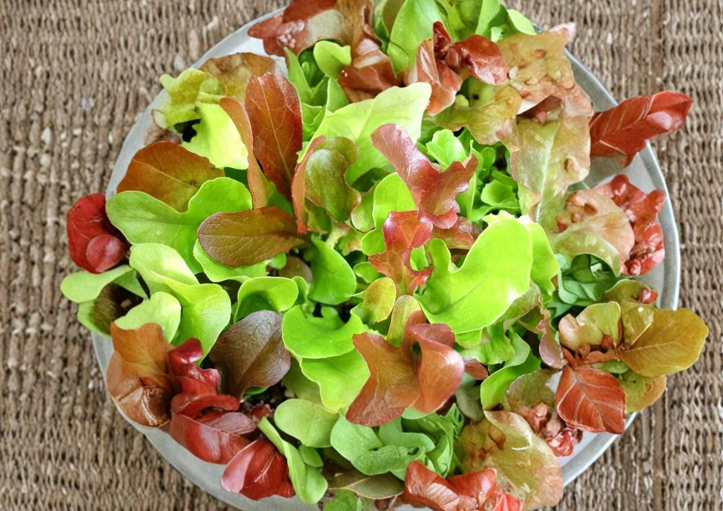 Mesclun Mix Lettuce Seeds - 500+ Colorful Heirloom Salad Greens - Gourmet Leaf Blend - Easy to Grow Vegetable Seeds