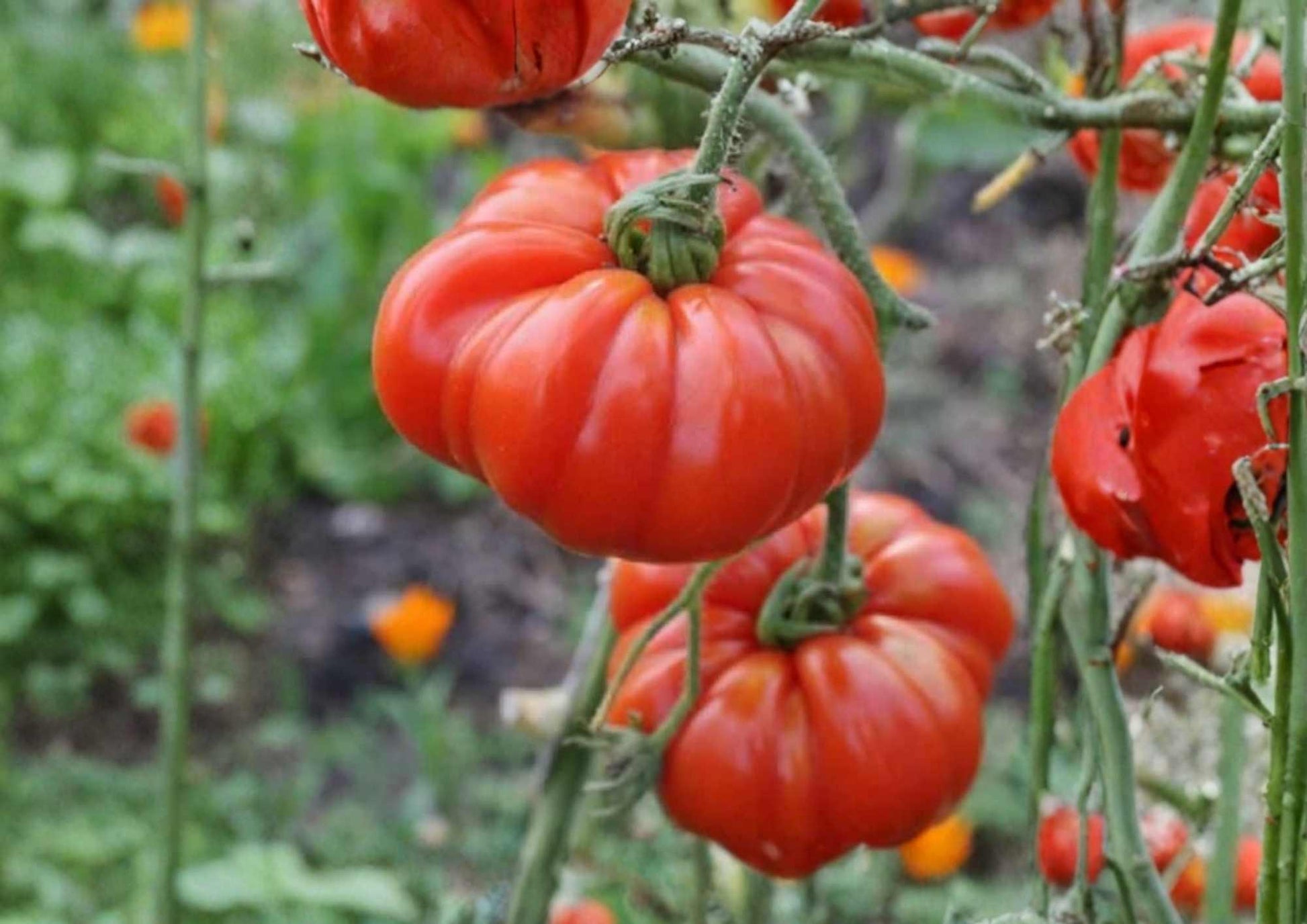 Pink Stuffer Tomato Seeds - 120+ Heirloom Vegetable Seeds for Garden Planting, Hollow Stuffing Tomato, Thick Walls, Mild Flavor