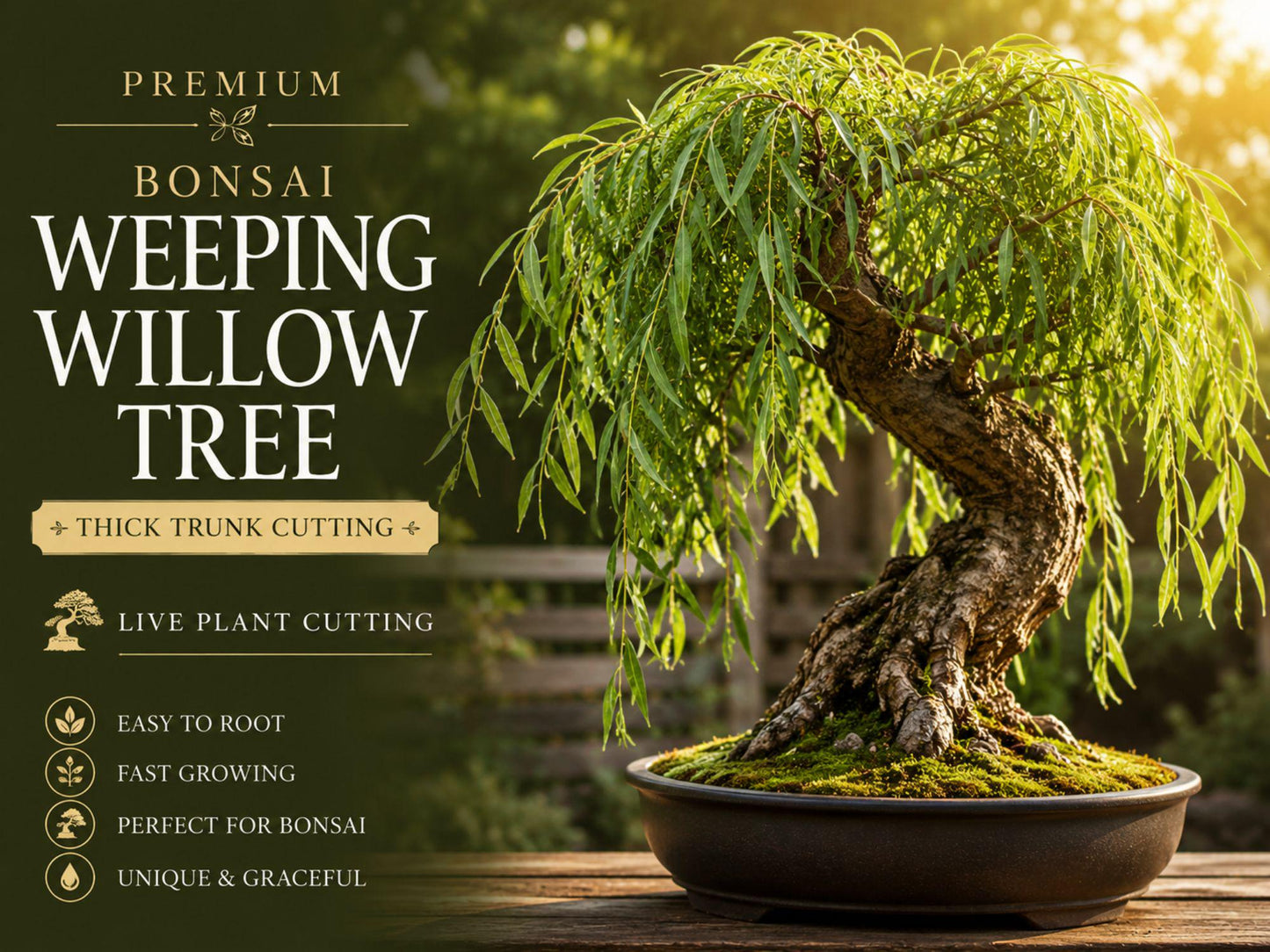 Weeping Willow Cutting - Thick Trunk Dwarf Bonsai Starter - Salix babylonica - Fast-Growing Ornamental Live Plant