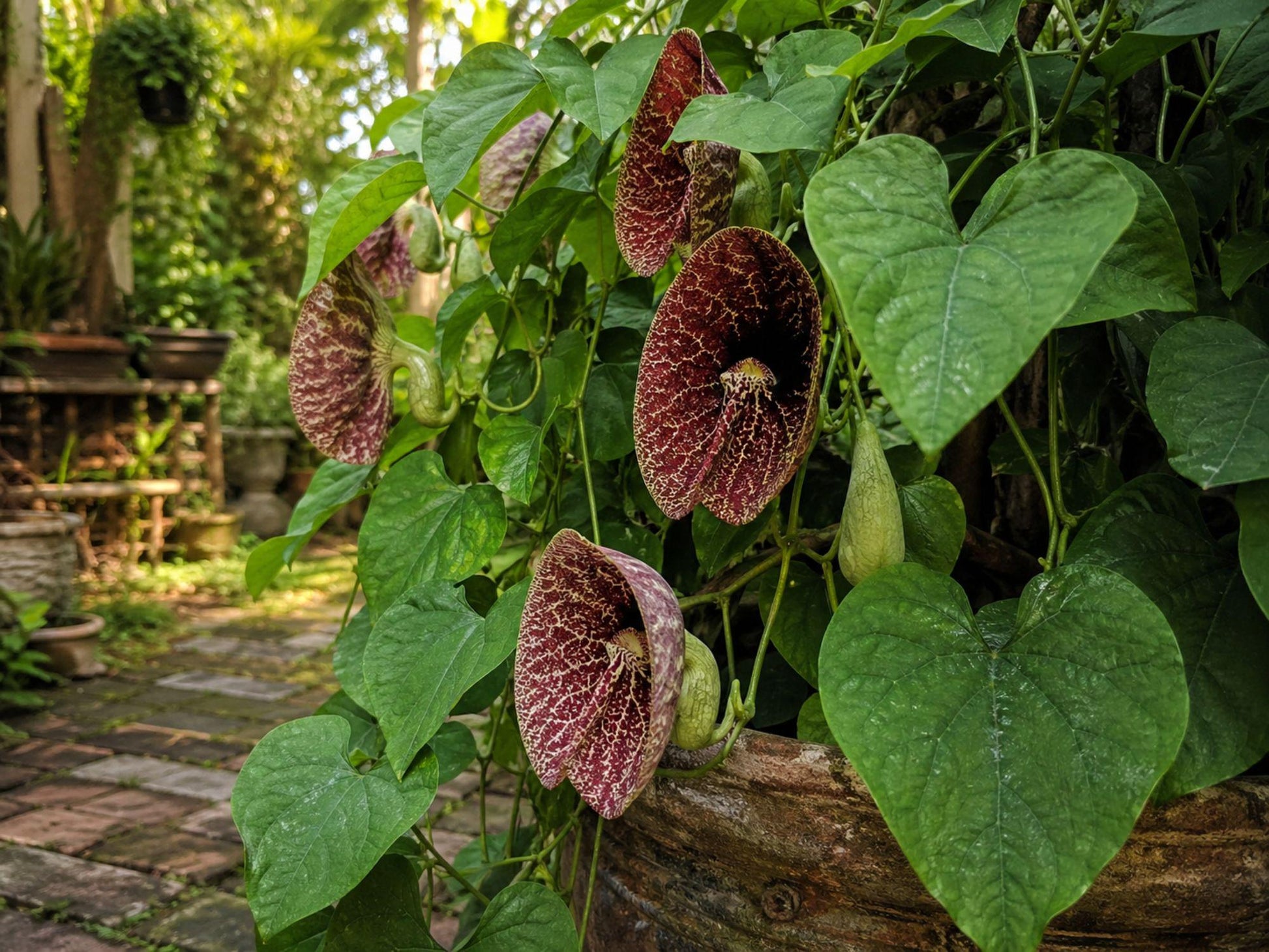 3 Pack Aristolochia Tomentosa Seeds | Heirloom Dutchman's Pipevine | Non-GMO | Traditional Garden Vine