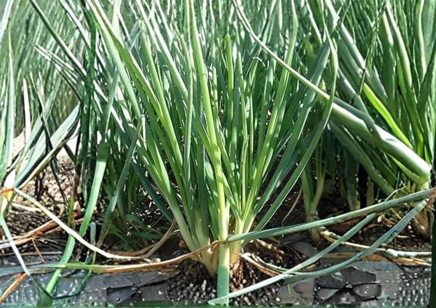 Chives Seeds - 500+ Heirloom Culinary Herb Seeds, Easy Grow Perennial, Green Onion Flavor - Allium schoenoprasum
