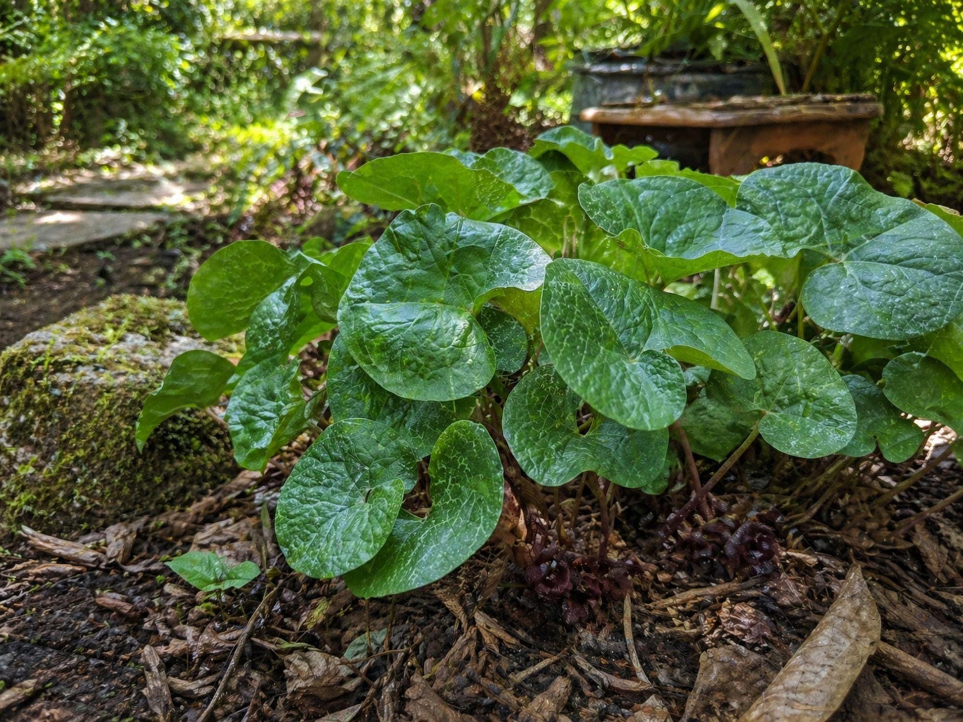 3 Pack Wild Ginger Seeds - Heirloom Non-GMO Shade Garden Planting - Asarum canadense for Woodland Landscaping