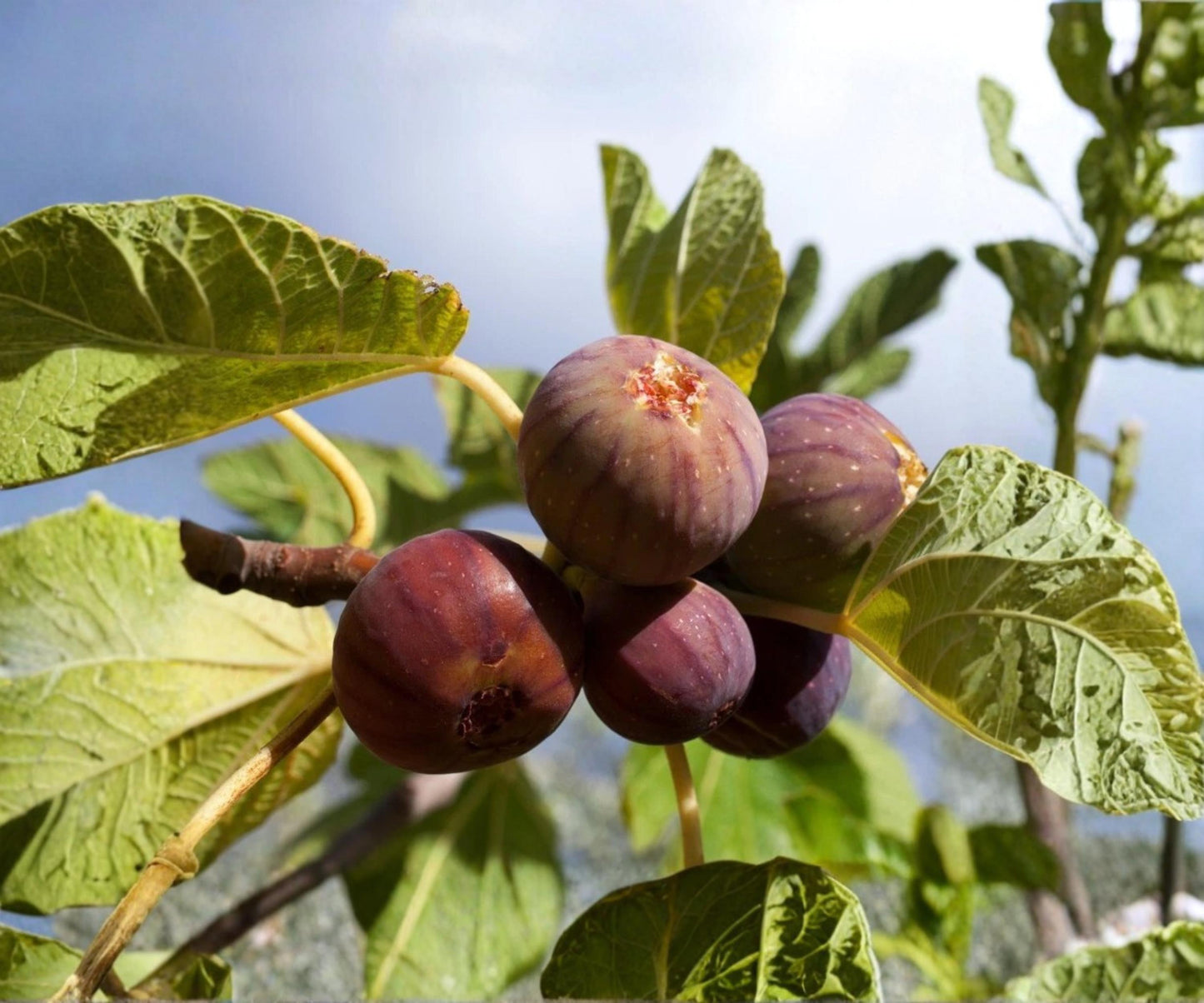 Chicago Hardy Fig Tree Set of 4 Live Plants - Ficus carica - Outdoor Edible Fruit Trees for Garden, Fast-Growing & Beginner-Friendly
