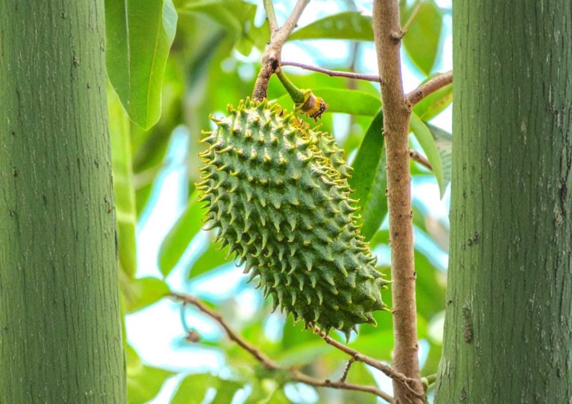 Soursop Live Tropical Fruit Tree 12-24 inch Annona muricata - Guanabana Plant for Home Garden