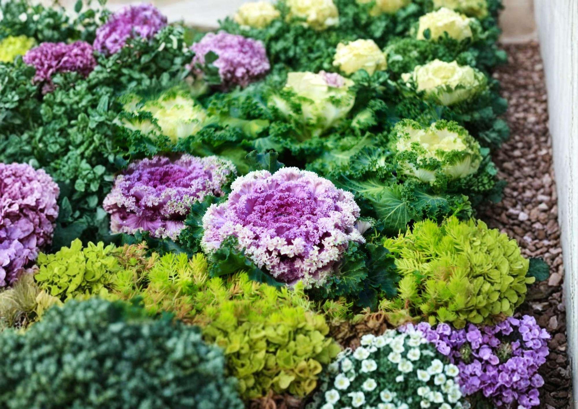 Kale Seeds Garden Blend 200+ Heirloom Colorful Mix Non-GMO Nutritious Leafy Greens Cold Hardy Variety for Planting