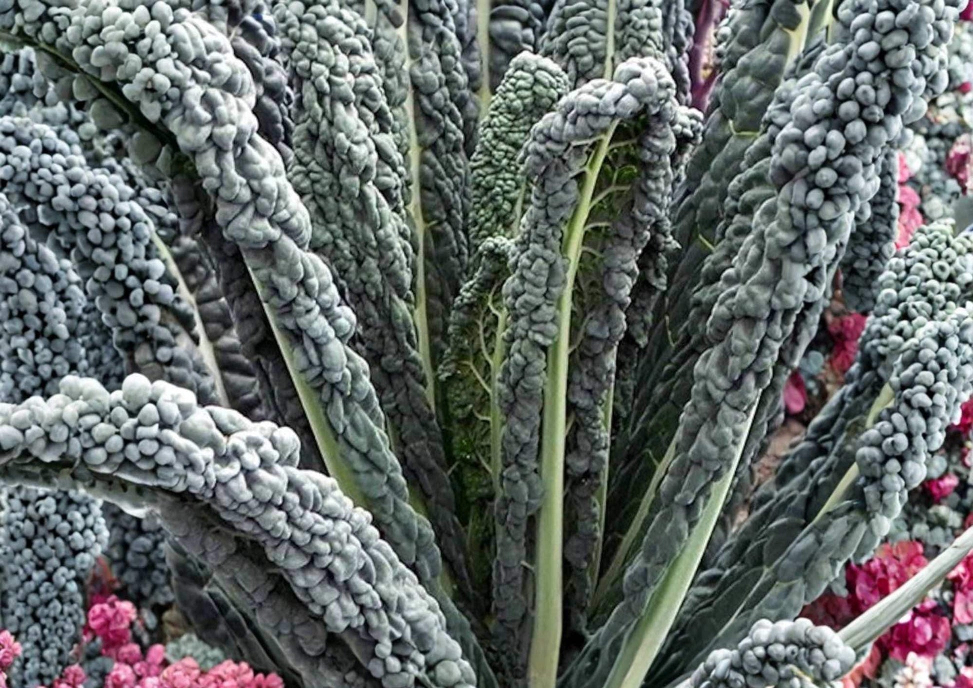 Black Magic Kale Seeds - 8200+ Heirloom Dark Green Tuscan Lacinato Vegetable Seeds for Garden Planting - Cold Hardy Variety