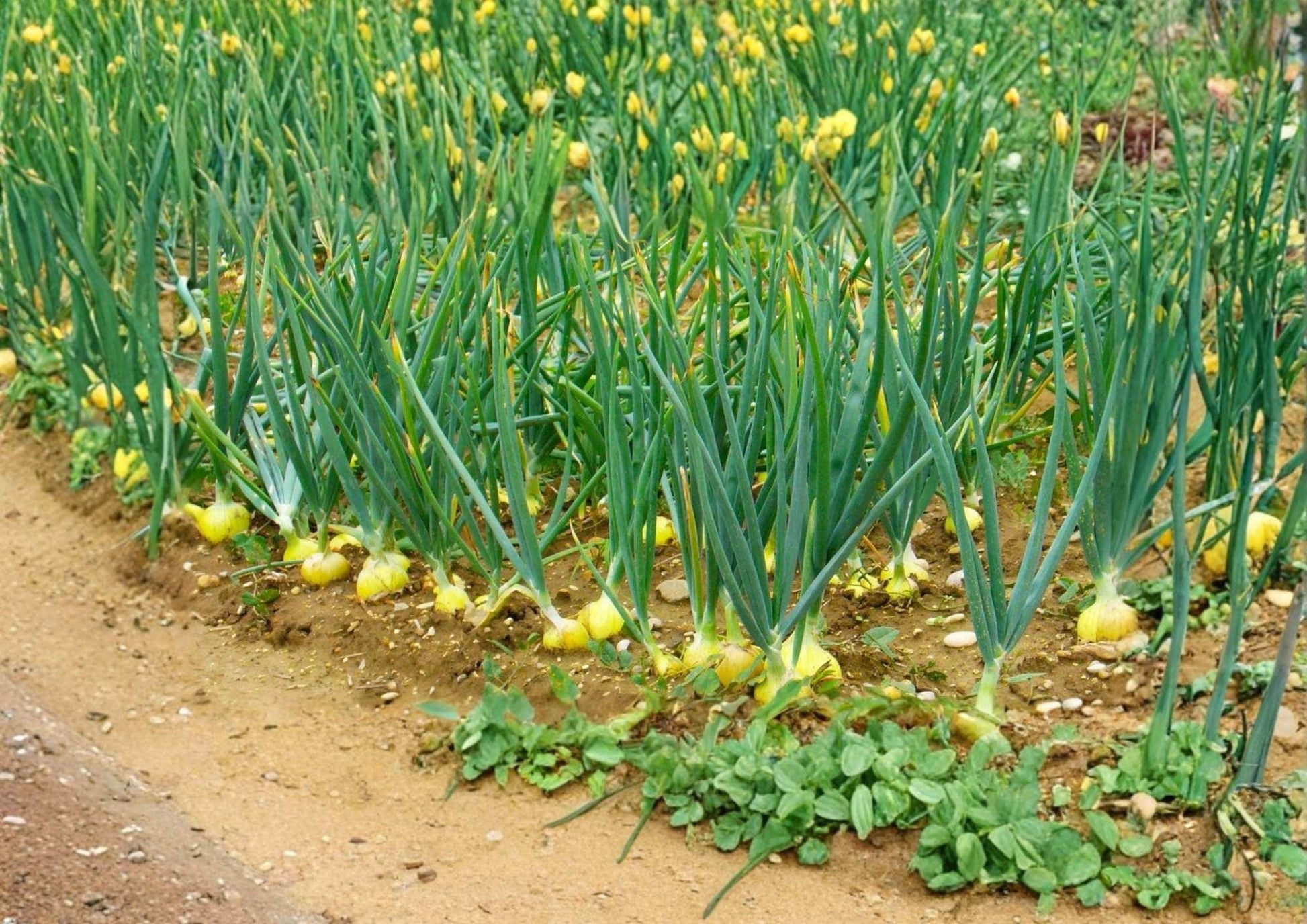 Texas 1015 Supersweet Onion Seeds - 250+ Heirloom Non-GMO Vegetable Seeds for Garden Planting, Sweet Yellow Onion
