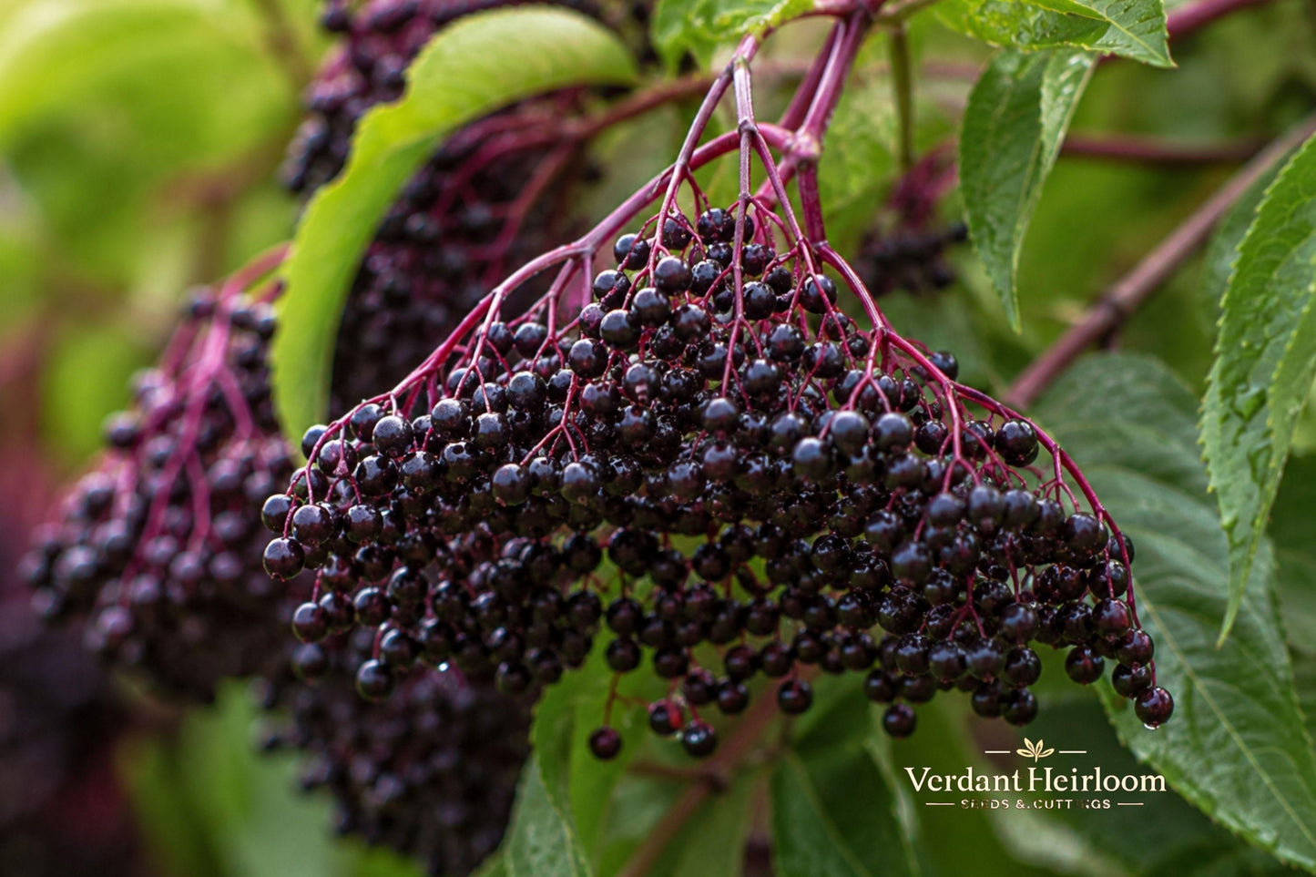Elderberry Cuttings 10 Unrooted 6-12 Inches Sambucus spp. Deciduous Shrub for Outdoor Planting - USDA Zones 5-9