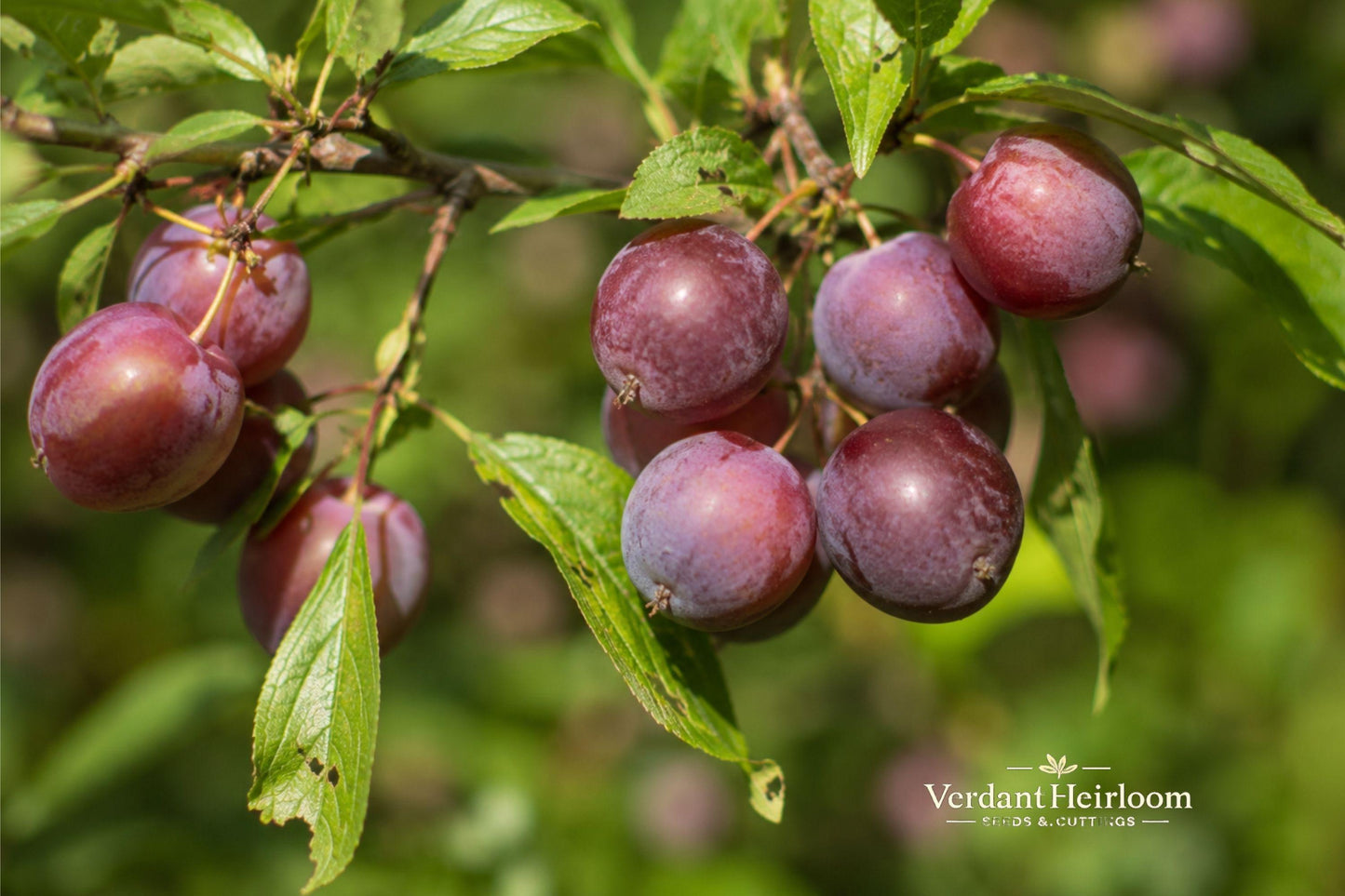 Wild Plum Cuttings 12 Pack 6-8 Inches Unrooted Deciduous Tree (Prunus americana) for Landscaping, USDA Zones 3-8