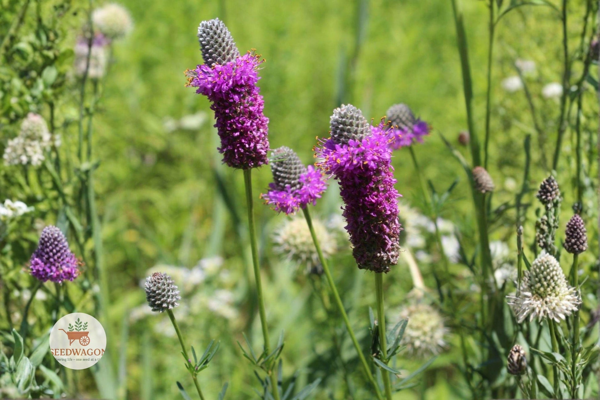 Purple Prairie Clover Seeds - 100 Drought Tolerant Native Wildflower Seeds, Dalea purpurea, Pollinator Garden Essential