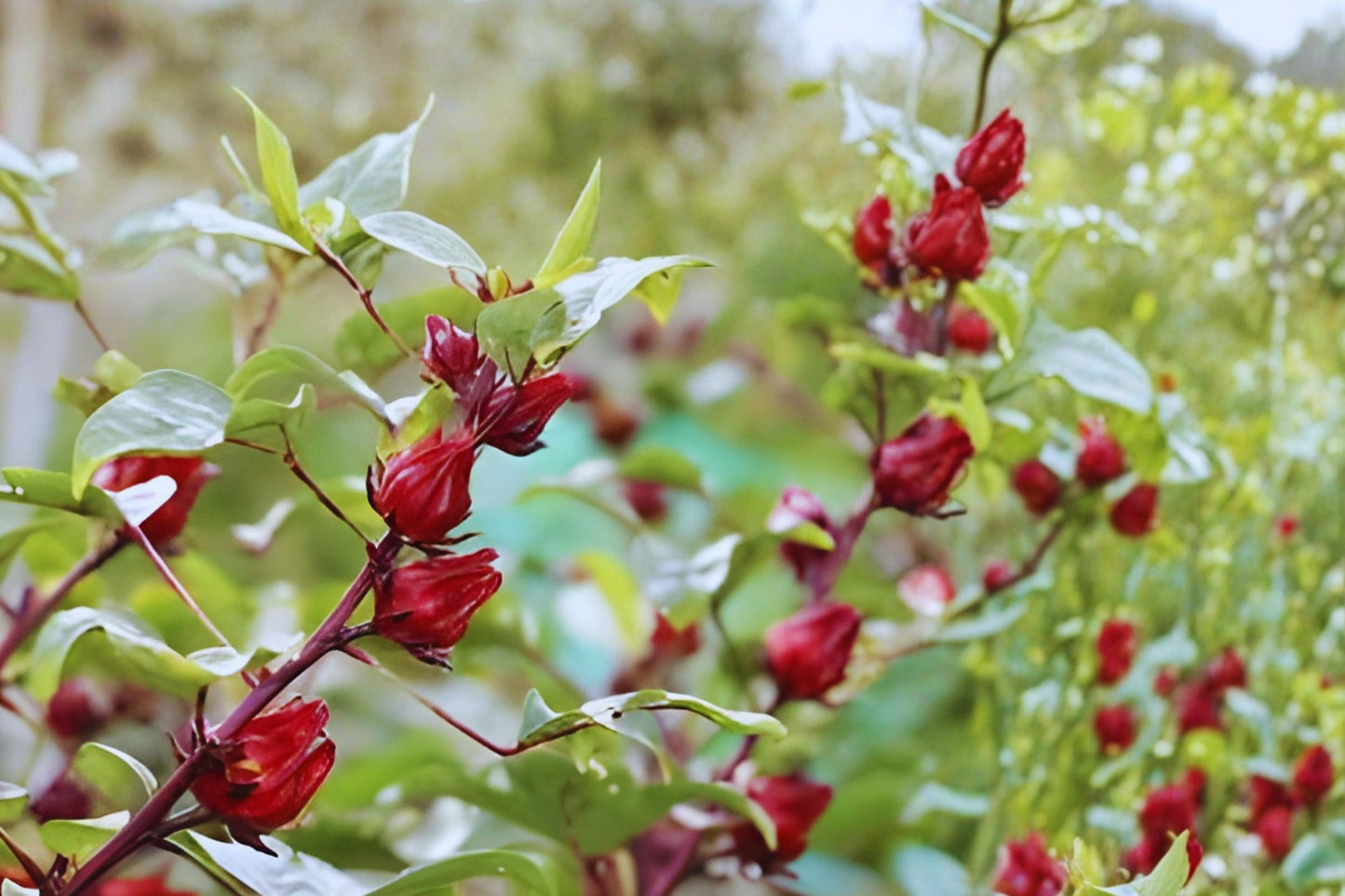 Roselle Hibiscus Seeds (10) | Tropical Edible Plant | Hibiscus sabdariffa | Tangy Leaves & Red Calyces for Gardens
