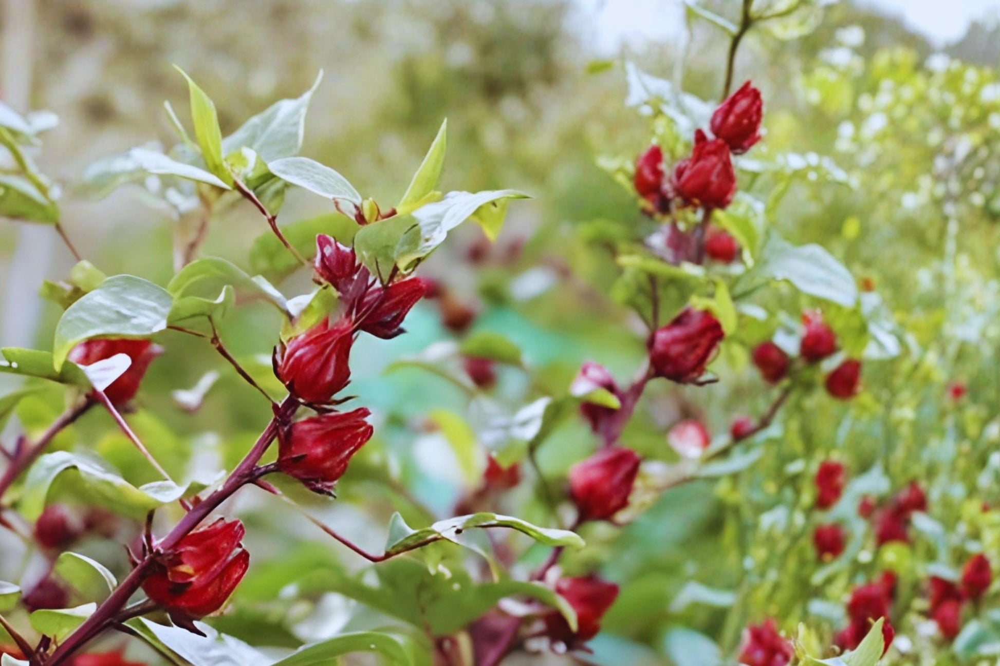 Roselle Hibiscus Seeds (10) | Tropical Edible Plant | Hibiscus sabdariffa | Tangy Leaves & Red Calyces for Gardens