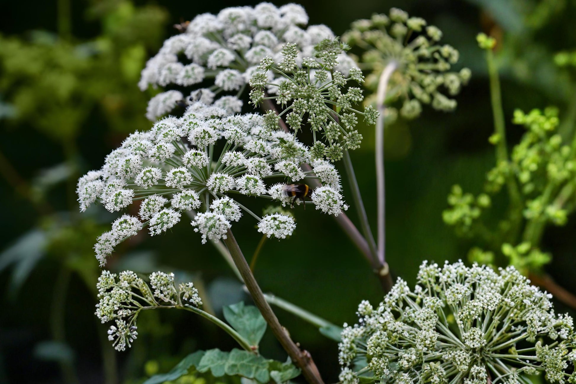Angelica Seeds | 50 Count | Great Angelica (Angelica atropurpurea) | Medicinal Herb & Pollinator Attractor