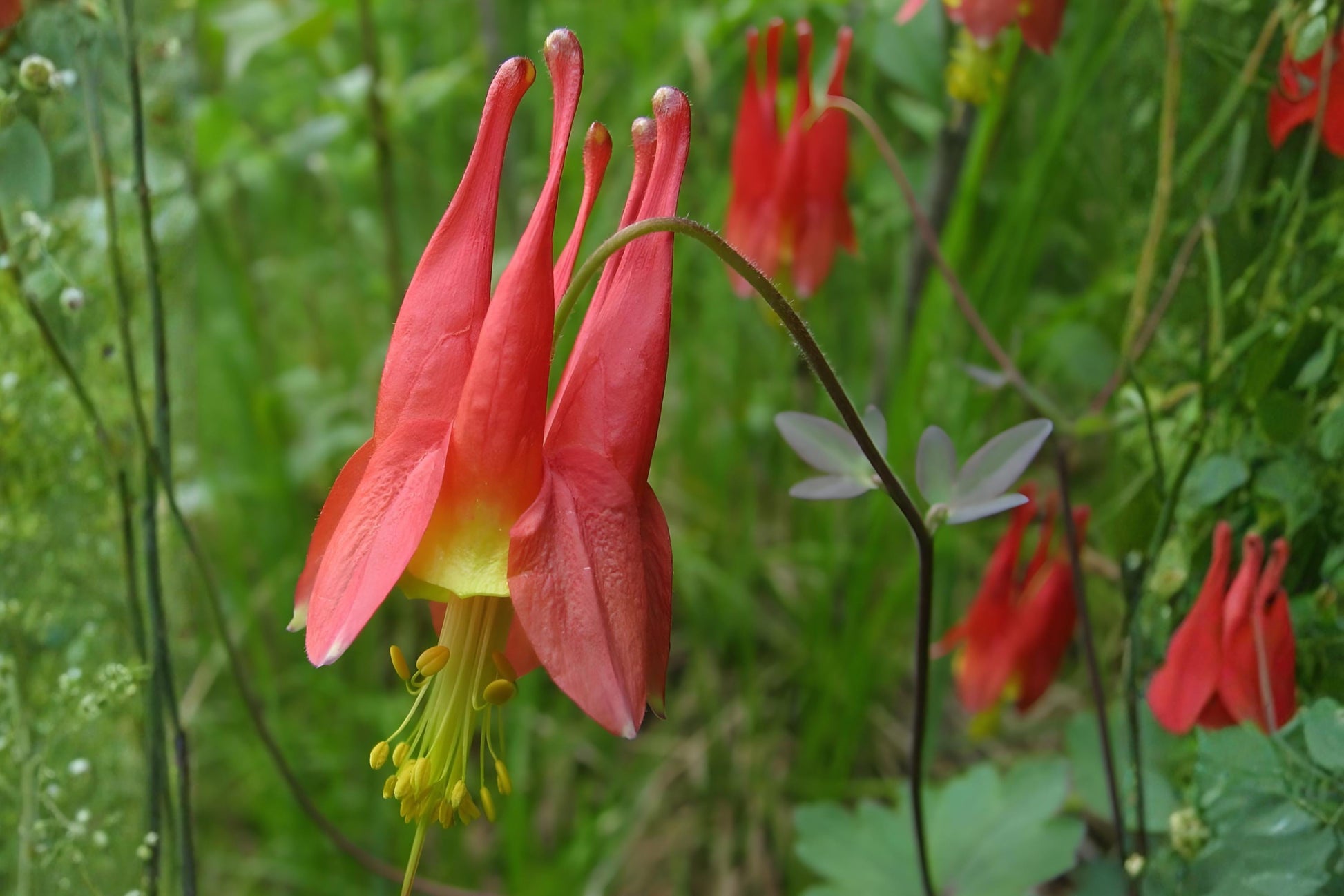 Wild Red Columbine Seeds (100) | Aquilegia canadensis | Native Wildflower, Hummingbird Attracting, Shade Tolerant