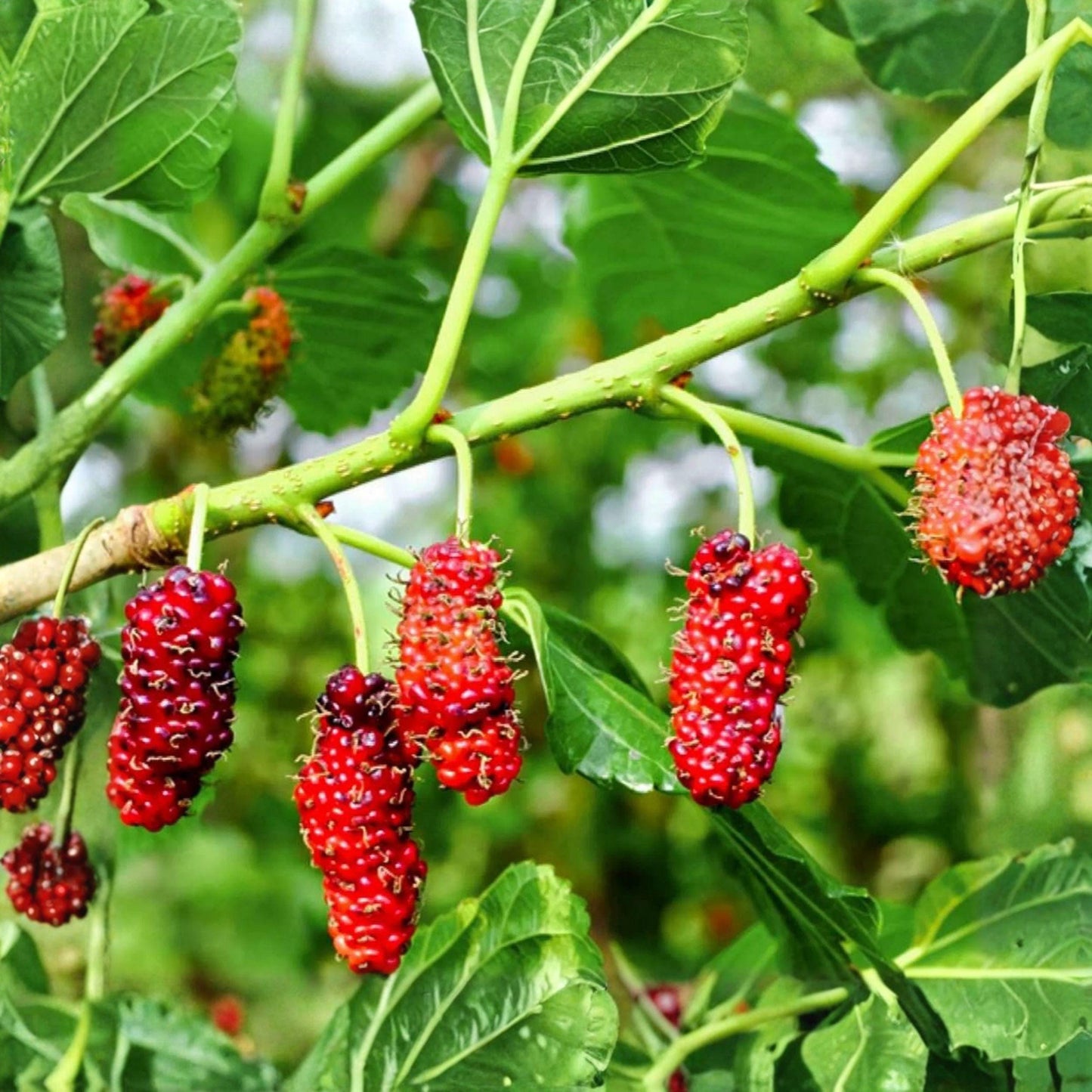 Red Mulberry Tree Cuttings - 12 Unrooted Propagation Sticks 6-8 Inch - Morus rubra - Ideal for Home Gardens and Orchards
