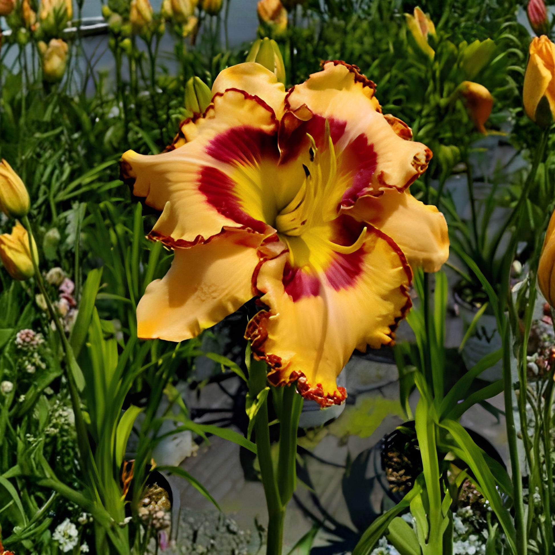 Bare Root Daylily Plant, 1 Count, Rainbow Rhythm King of Ages, Hemerocallis, Perennial Flower for Sunny Gardens