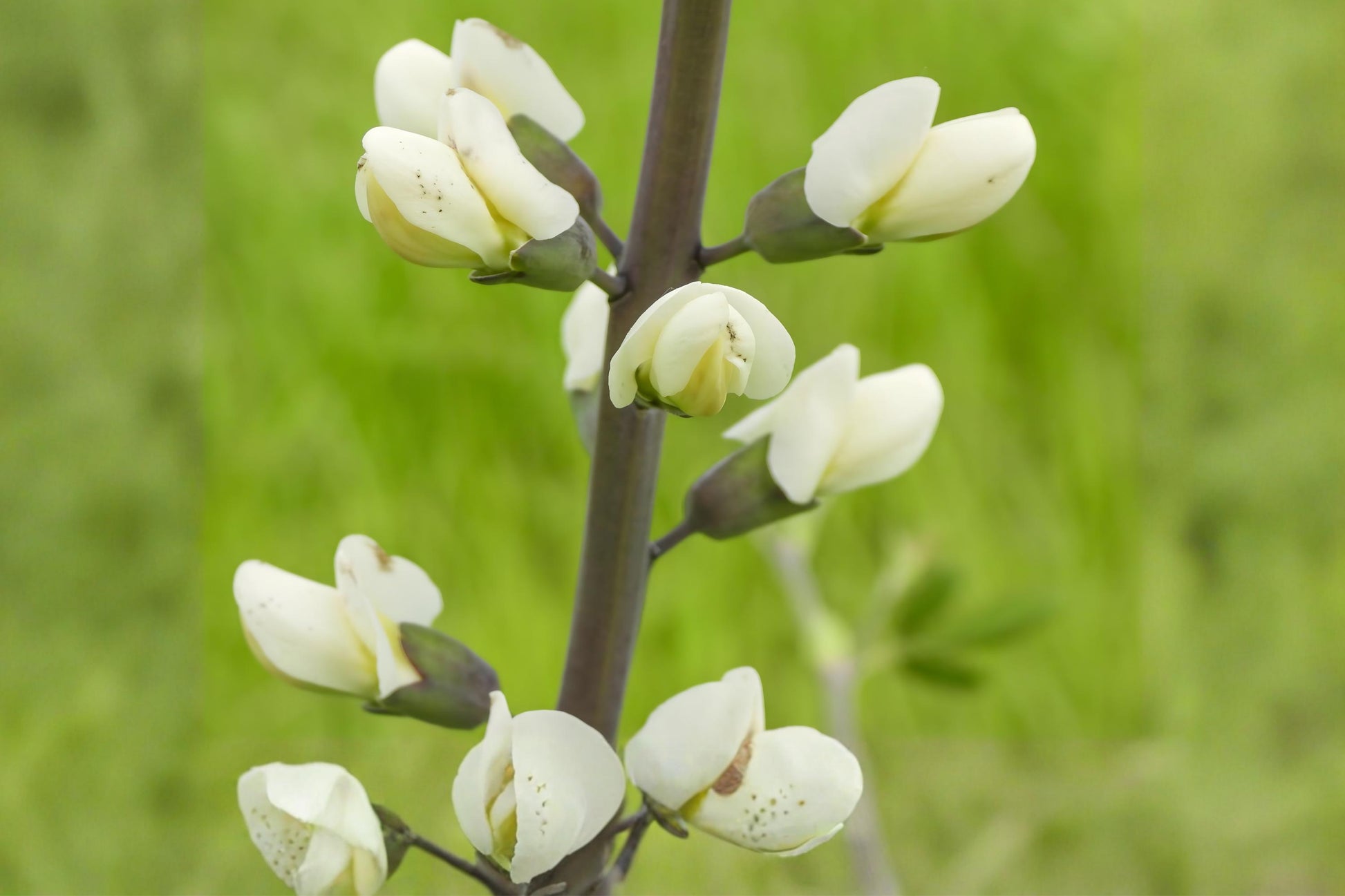 Baptisia Seeds - 15 White Wild Indigo Seeds - Drought Tolerant Native Perennial (Baptisia alba) for Pollinator Gardens