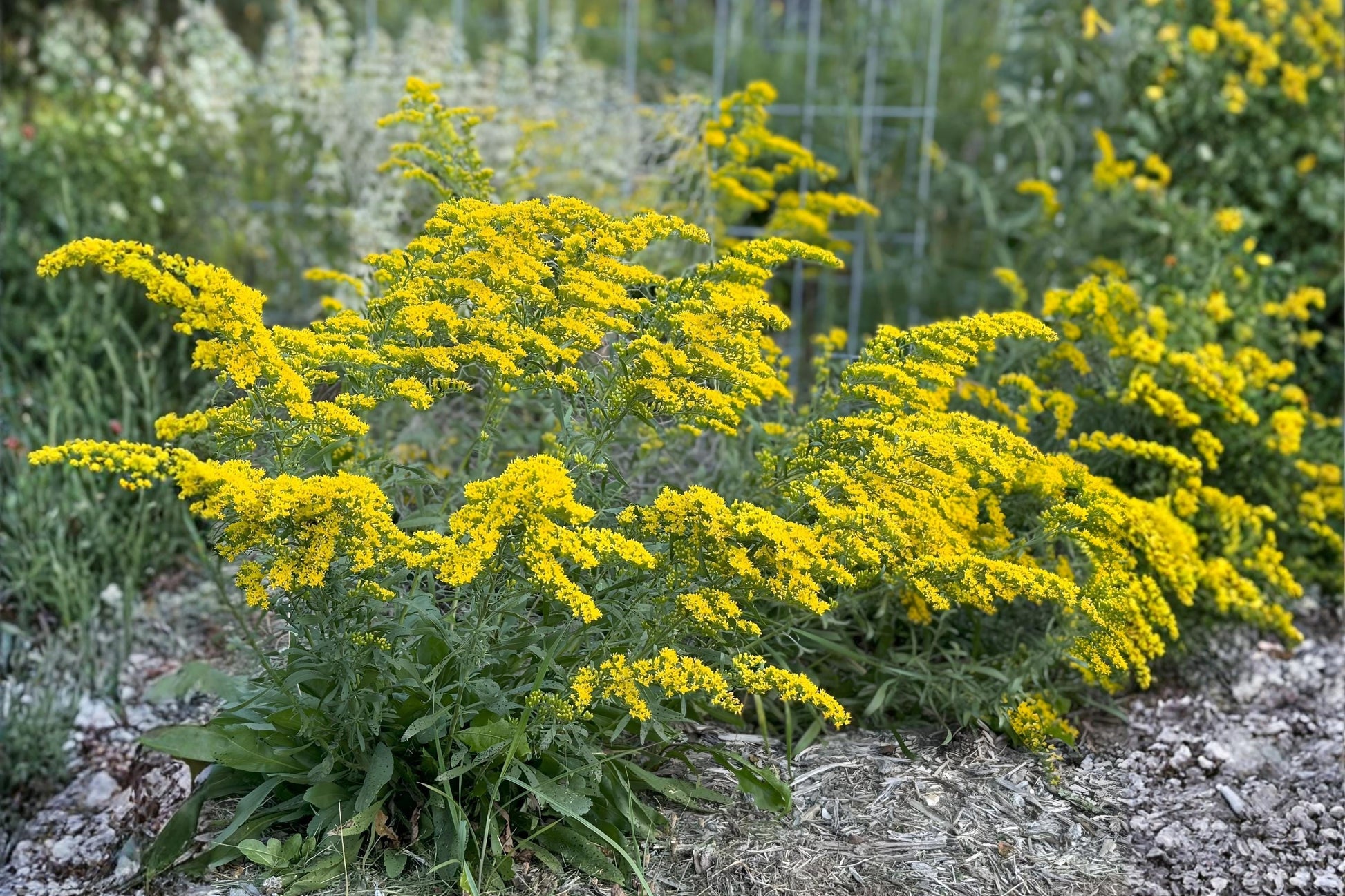 Old Field Goldenrod Seeds (100) | Solidago nemoralis | Hardy Native Wildflower for Pollinators | Drought Tolerant Gardening