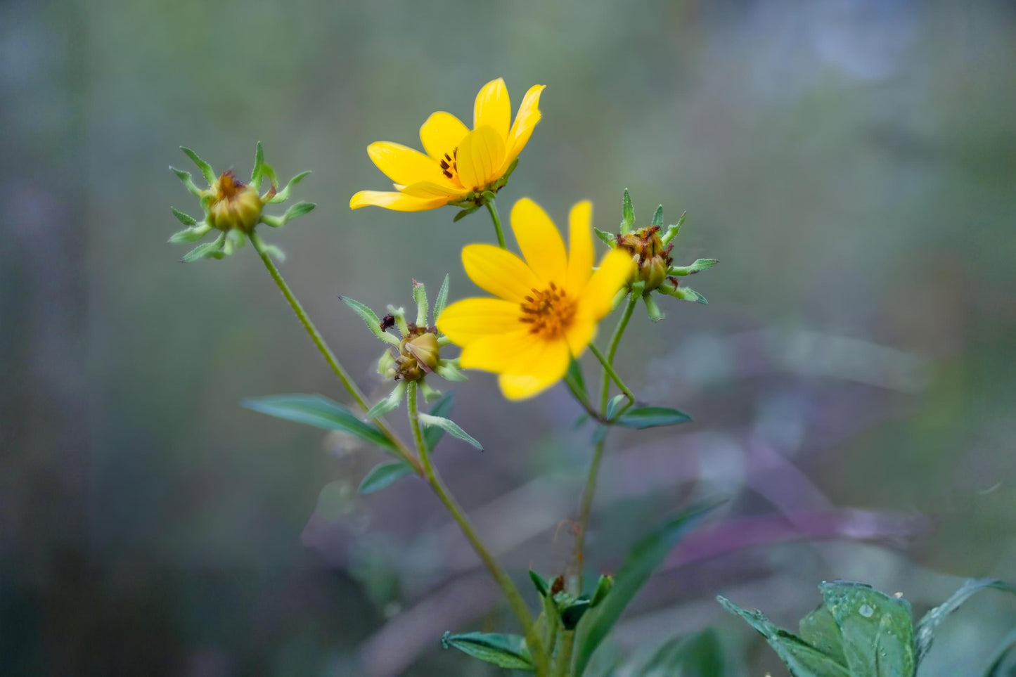 Bearded Beggarticks Seeds (30) | Native Wetland Wildflower | Bidens polylepis | Hardy Yellow Blooms for Pollinators