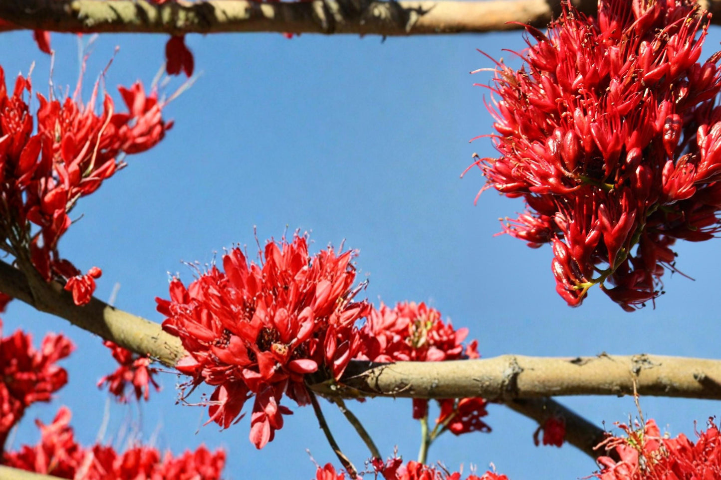 Drunken Parrot Tree Seeds - 10 Seeds Schotia brachypetala - Tropical Ornamental Tree with Red Blooms for Warm Climates