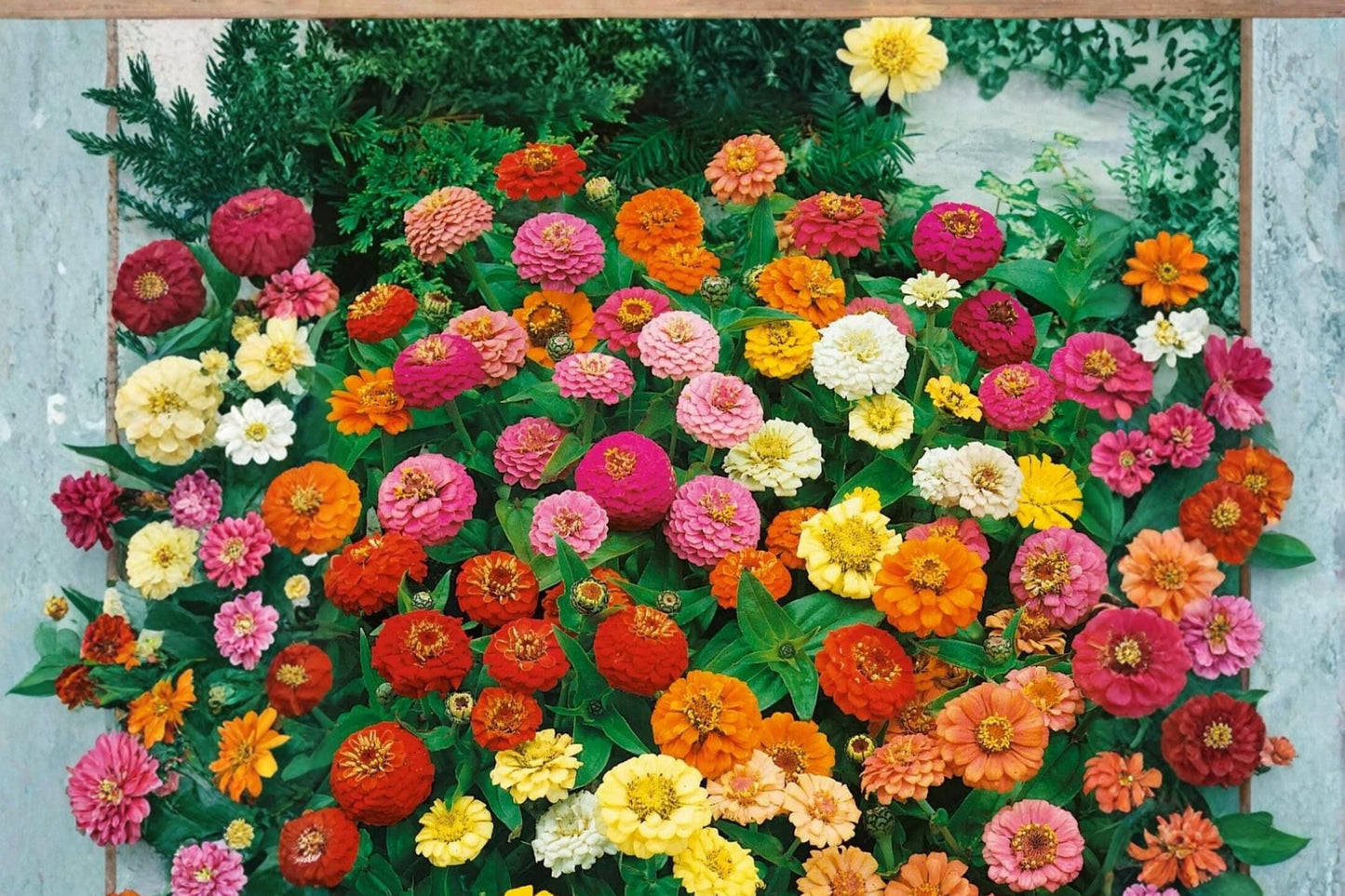 Zinnia Seeds - Strawberry Parfait - Pink and Cream Bicolor - Zinnia elegans - 100 Seeds for Garden Beds and Containers