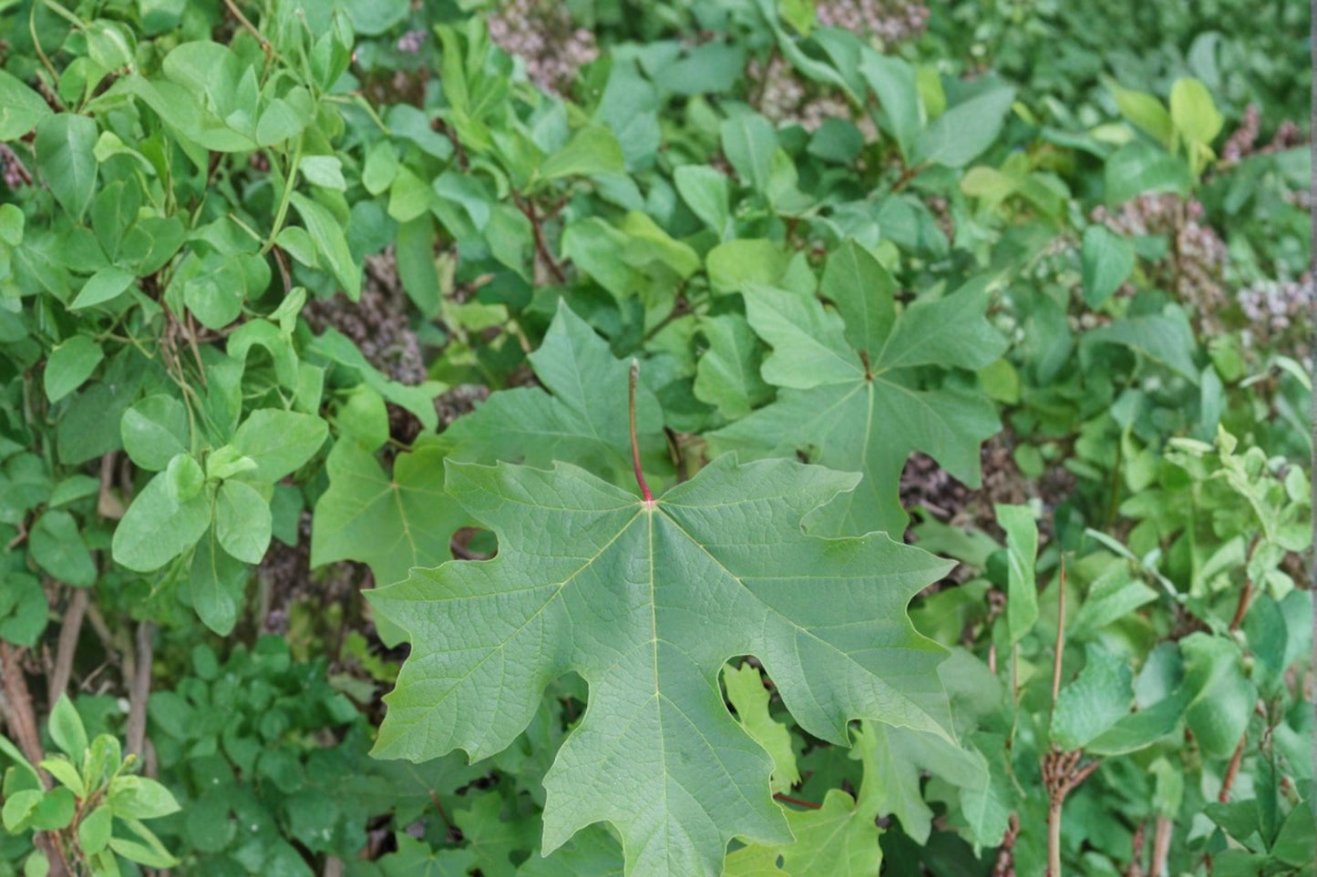 Bigleaf Maple Seeds 30 Count - Acer macrophyllum - Large Broadleaf Deciduous Tree for Shade & Fall Color