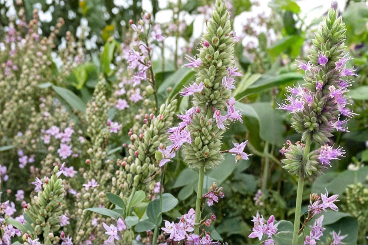 Patchouli Seeds 50 Count - Aromatic Tropical Herb - Pogostemon cablin - Fragrant Mint Family Plant for Garden or Container