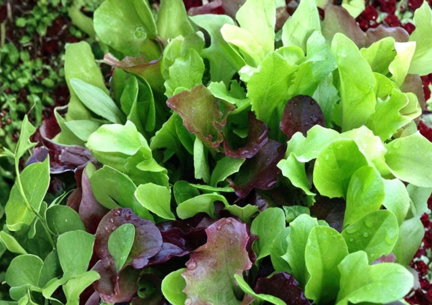 Mixed Greens Lettuce Seeds - 500+ Heirloom Gourmet Salad Blend, Tender Leaf Cut and Come Again Variety for Garden Planting