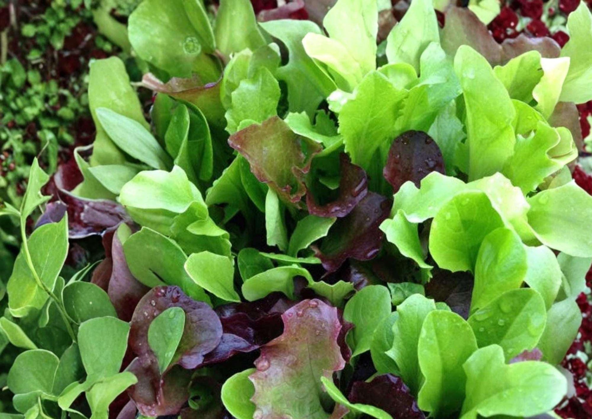 Mixed Greens Lettuce Seeds - 500+ Heirloom Gourmet Salad Blend, Tender Leaf Cut and Come Again Variety for Garden Planting