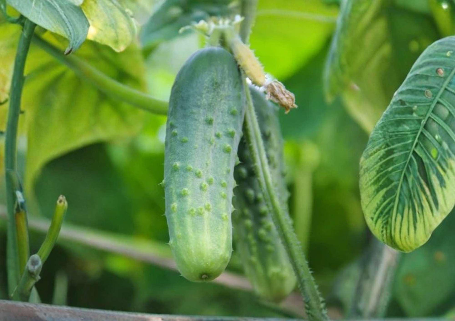 Tendergreen Burpless Cucumber Seeds - 50+ Heirloom Vegetable Seeds for Garden Planting - Smooth Mild Slicing Cucumber