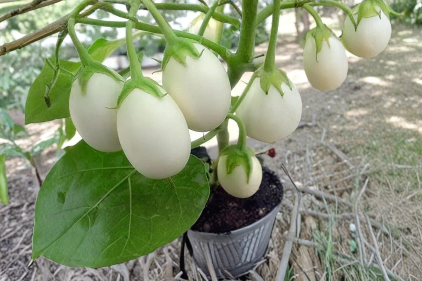 White Eggplant Seeds 100 Count - Solanum melongena - Smooth Pale Fruit for Home Garden & Container Planting