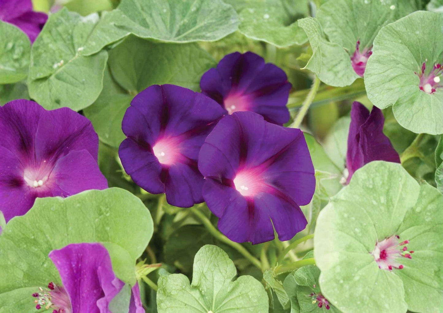 200+ Grandpa Ott Morning Glory Seeds, Heirloom Purple Climbing Vine, Fast Growing Garden Flower Seeds, Pollinator Friendly
