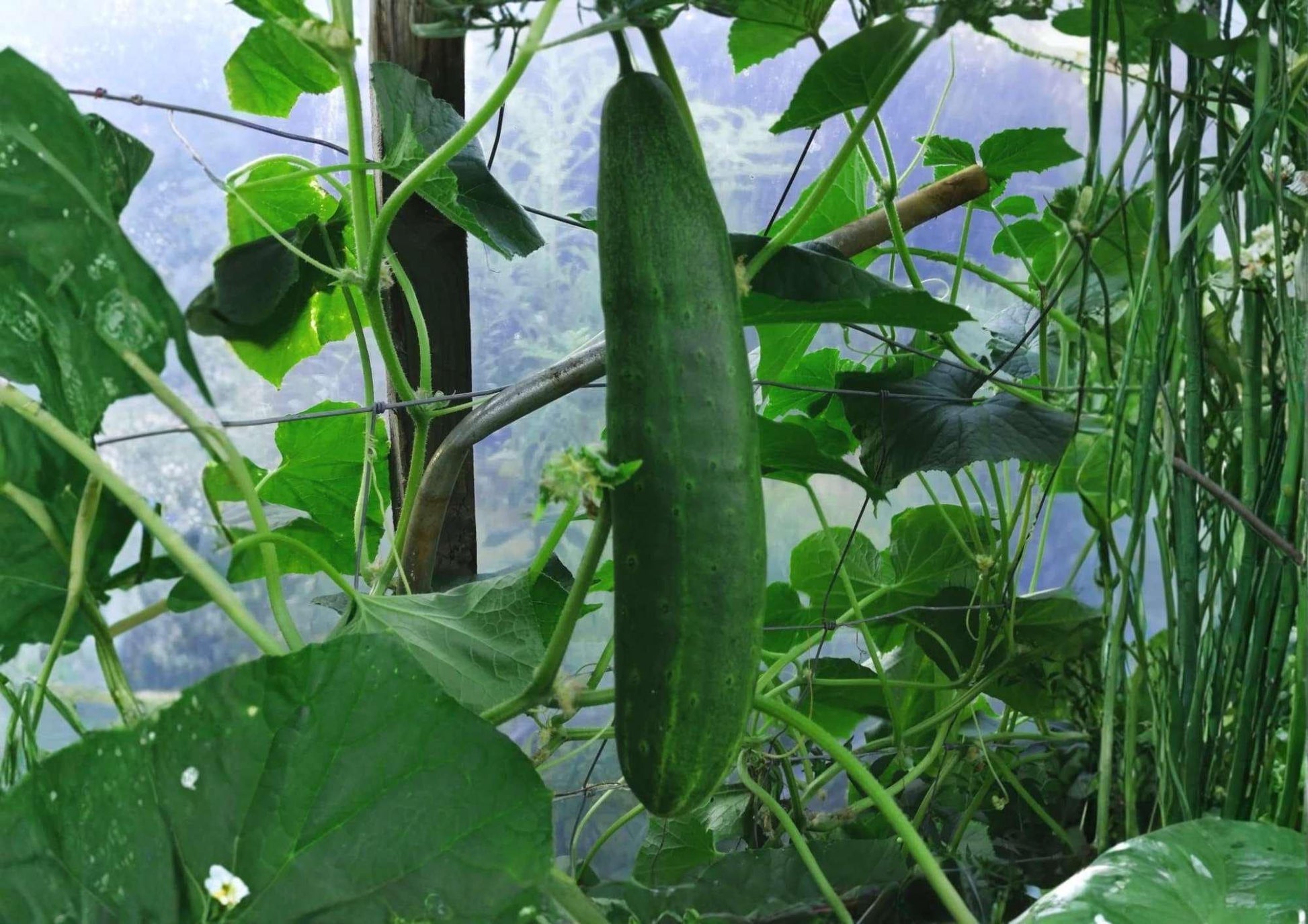 Southern Delight Cucumber Seeds - 25+ Rare Japanese Heirloom Vegetable Seeds - High Yield Smooth Crisp Burpless Variety