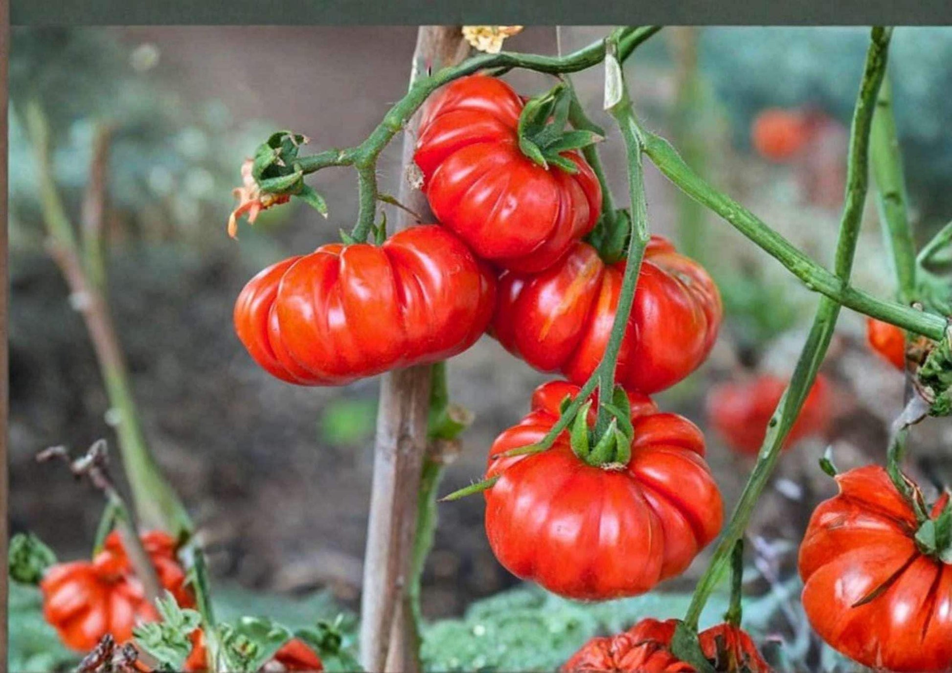 Mortgage Lifter Tomato Seeds - 530+ Heirloom Non-GMO Large Beefsteak Pink Red High Yield - Perfect for Garden Planting