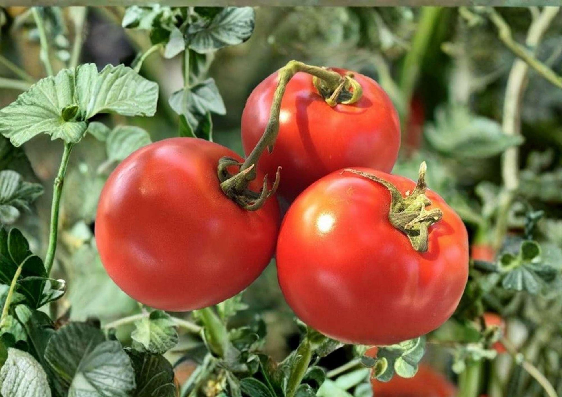 Siberian Tomato Seeds 120+ Heirloom Non-GMO Cold Hardy Early Red Vegetable Seeds for Garden Planting - Fast Growing