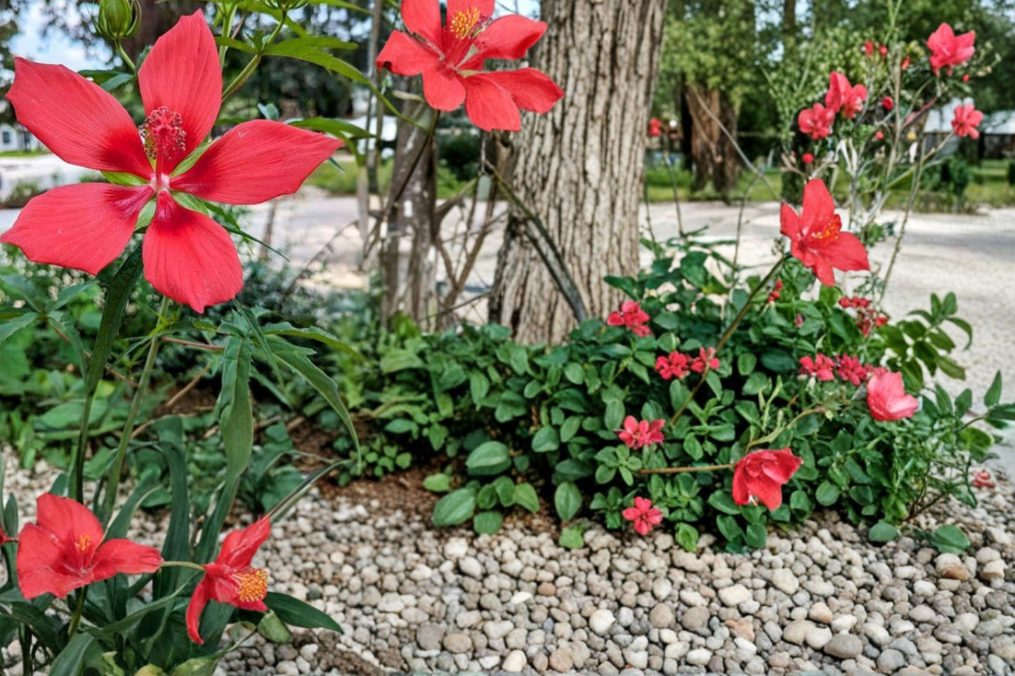 Texas Star Hibiscus Seeds 50 Count - Red Flowering Perennial - Hibiscus coccineus - Ornamental Plant for Gardens and Borders