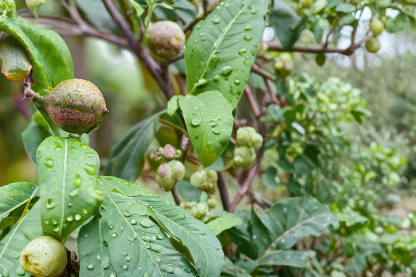 Macadamia Nut Tree Seeds 5 Pack - M. integrifolia - Tropical Nut Tree for Planting, Edible Nuts, Evergreen Landscape Tree