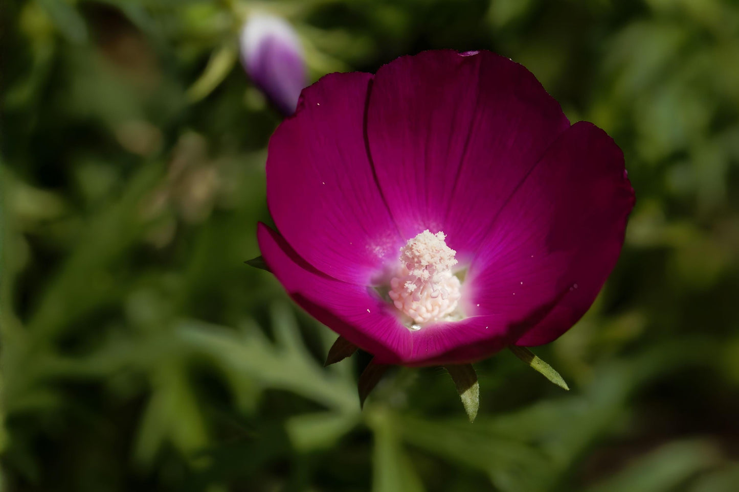 Purple Poppy Mallow Seeds (10) | Bright Purple Blooms | Native Perennial | Callirhoe involucrata | Drought Tolerant