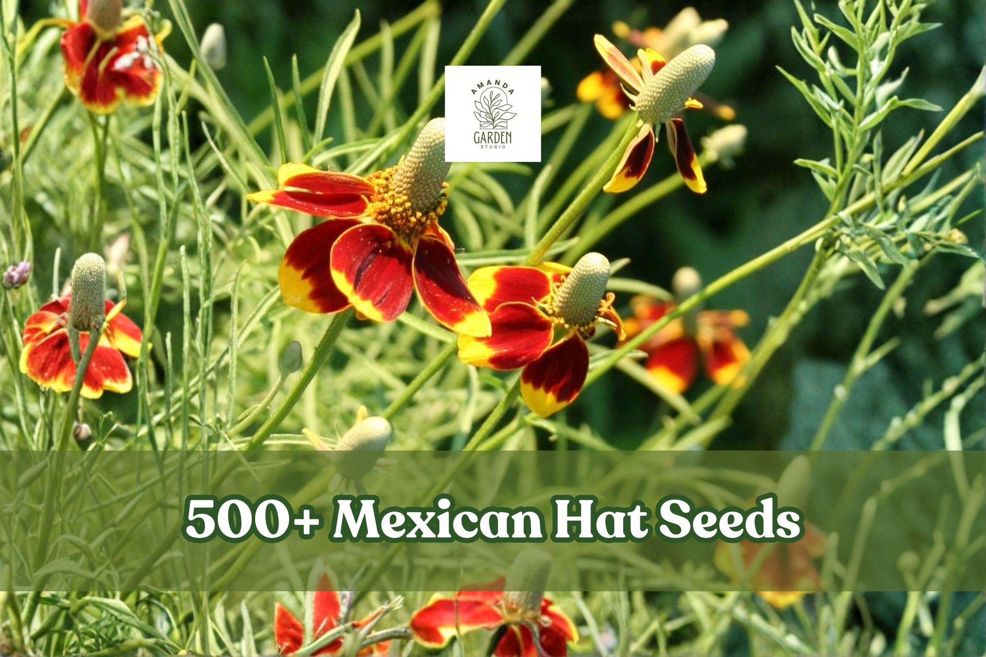 500+ Mexican Hat Seeds | Ratibida columnifera | Native Perennial Wildflower for Pollinator Gardens, Xeriscape, and Meadows