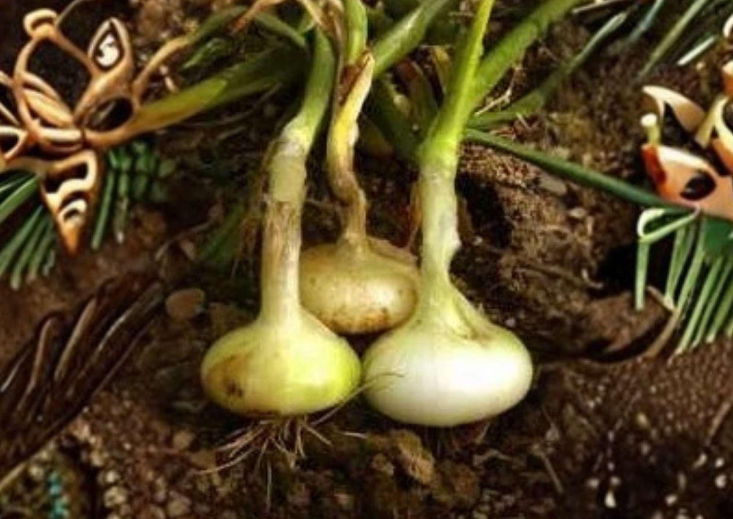250+ Yellow Cipollini Onion Seeds, Heirloom Non-GMO, Sweet Flat Italian Variety, Gourmet Bulb for Garden Planting - Allium cepa
