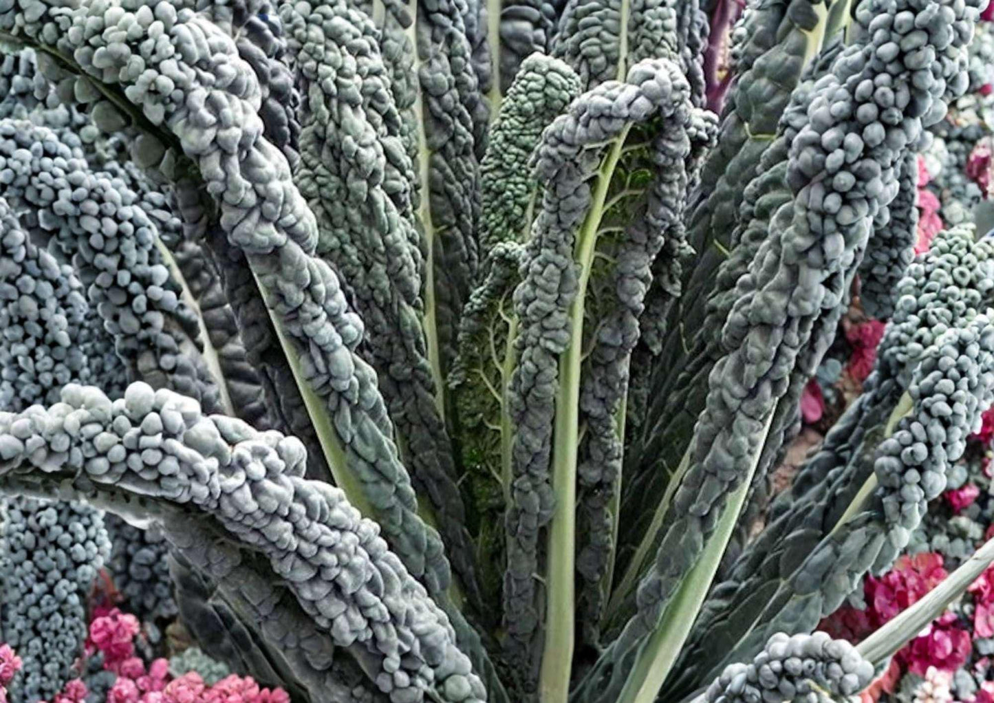 Black Magic Kale Seeds - 1400+ Heirloom Dark Lacinato Tuscan Kale - Cold Hardy Nutritious Vegetable Seeds for Garden Planting